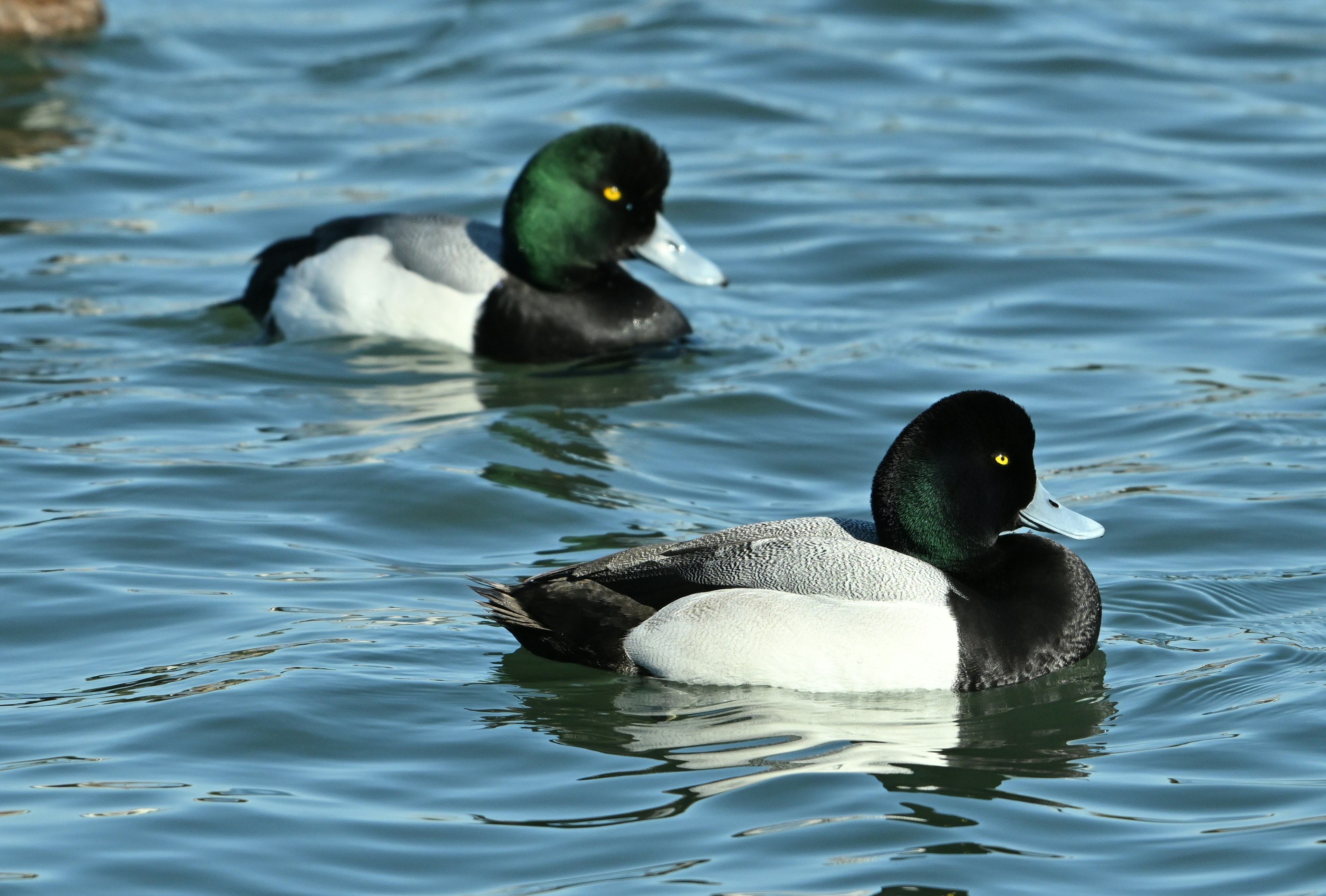 Dos patos machos nadando en el agua con cabezas verdes y cuerpos negros