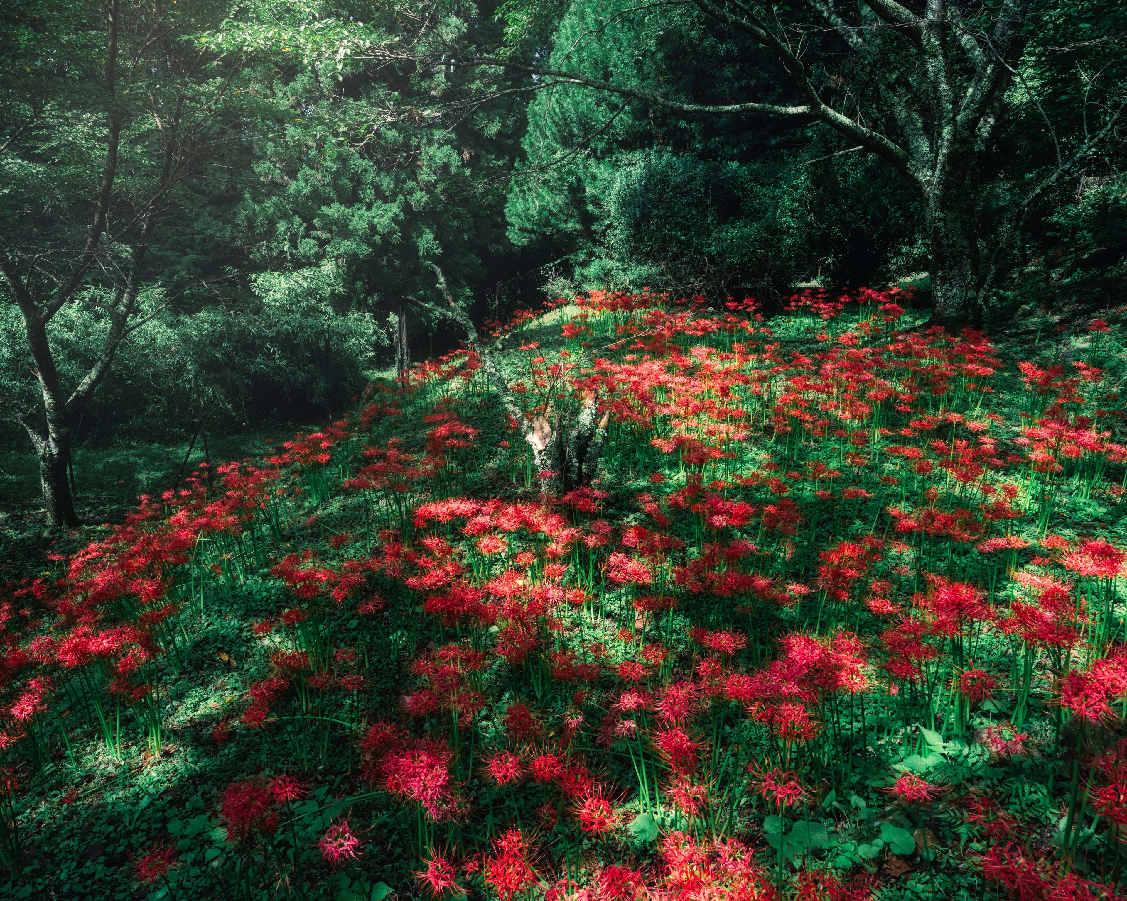 Un paesaggio coperto da un tappeto di fiori rossi circondato da alberi verdi