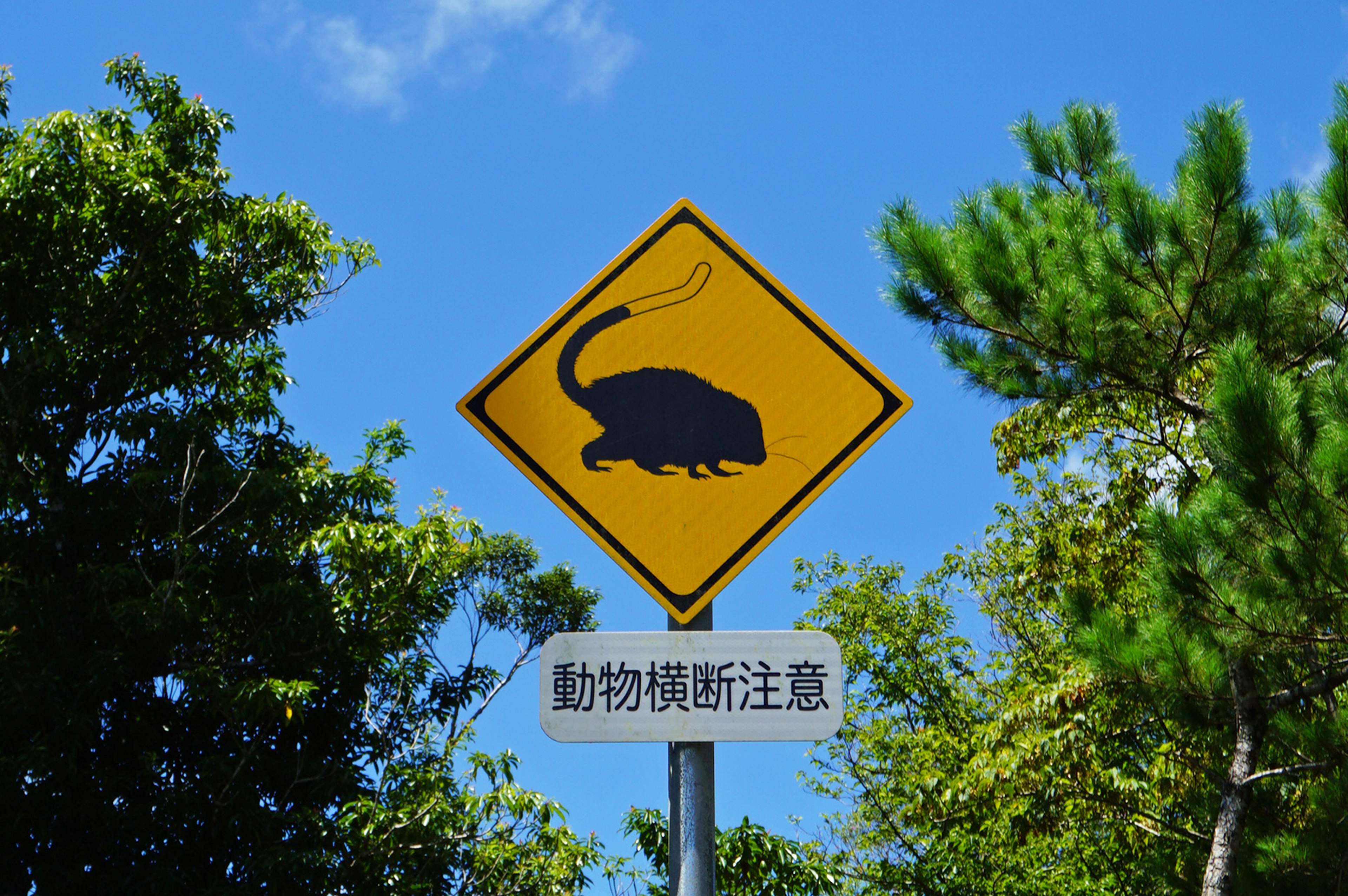 Tanda peringatan hewan dengan siluet rodent di latar belakang langit biru