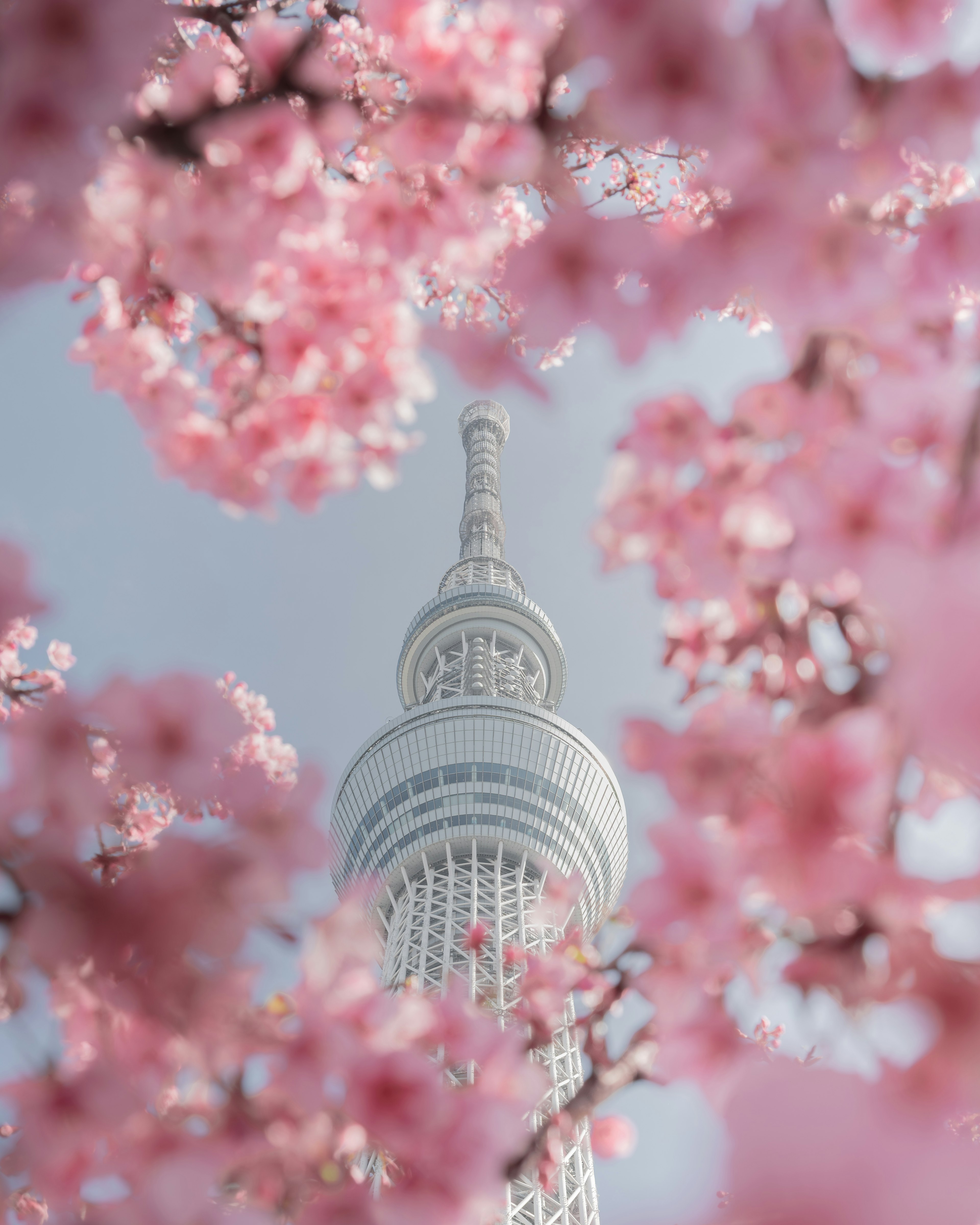 桜の花に囲まれた東京スカイツリーの美しい風景