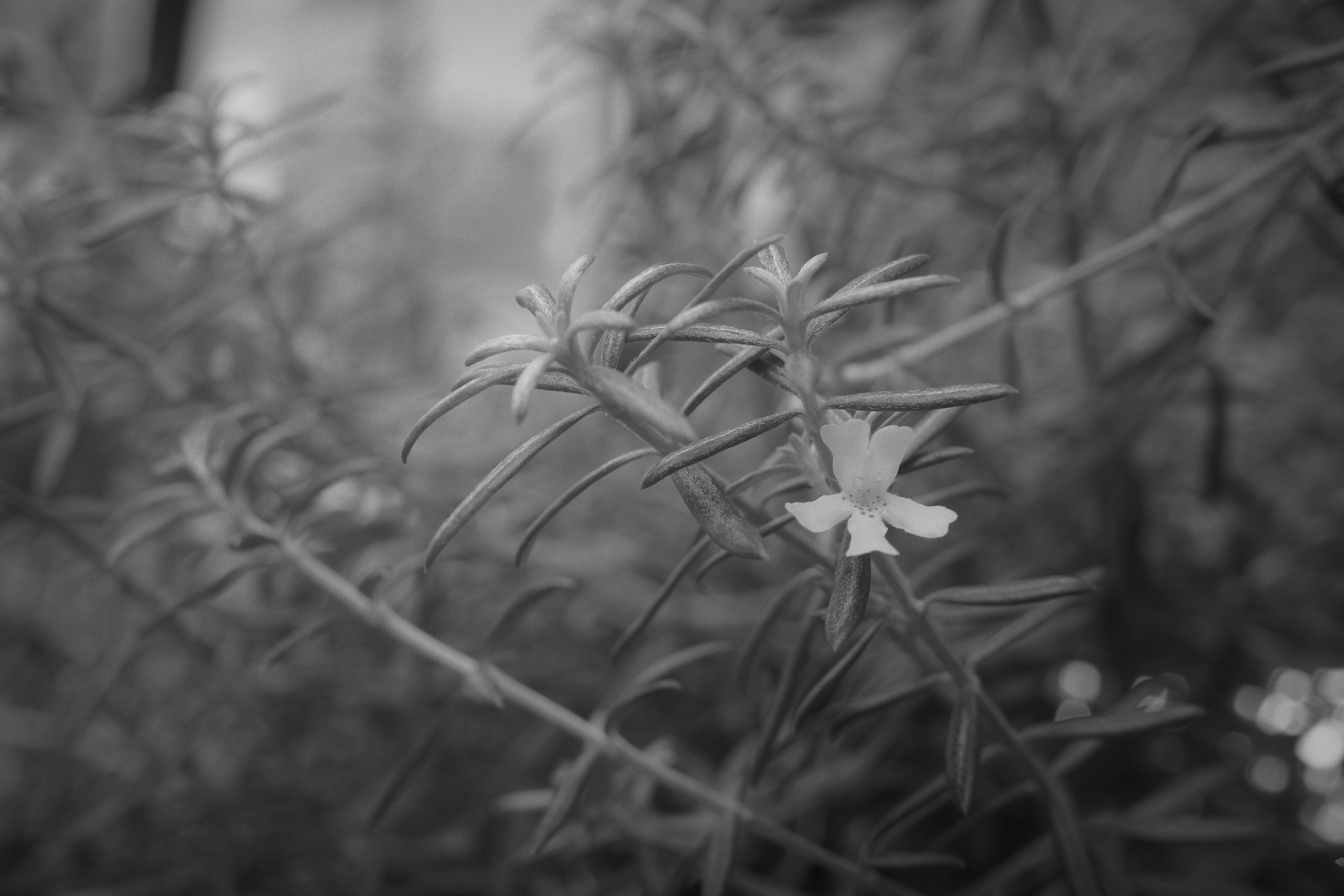 Small white flower and thin leaves on a plant in black and white