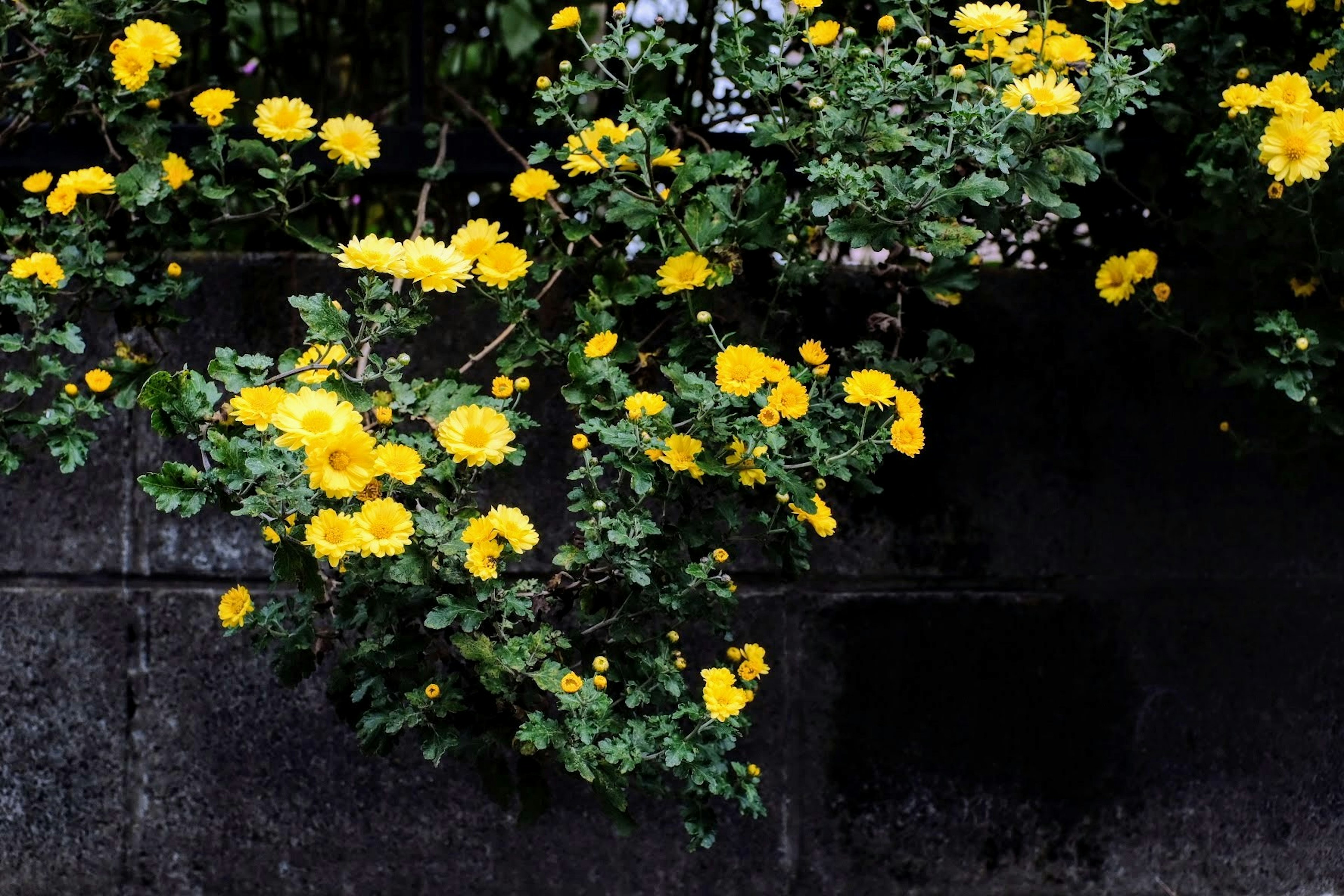 Yellow flowers blooming against a dark wall