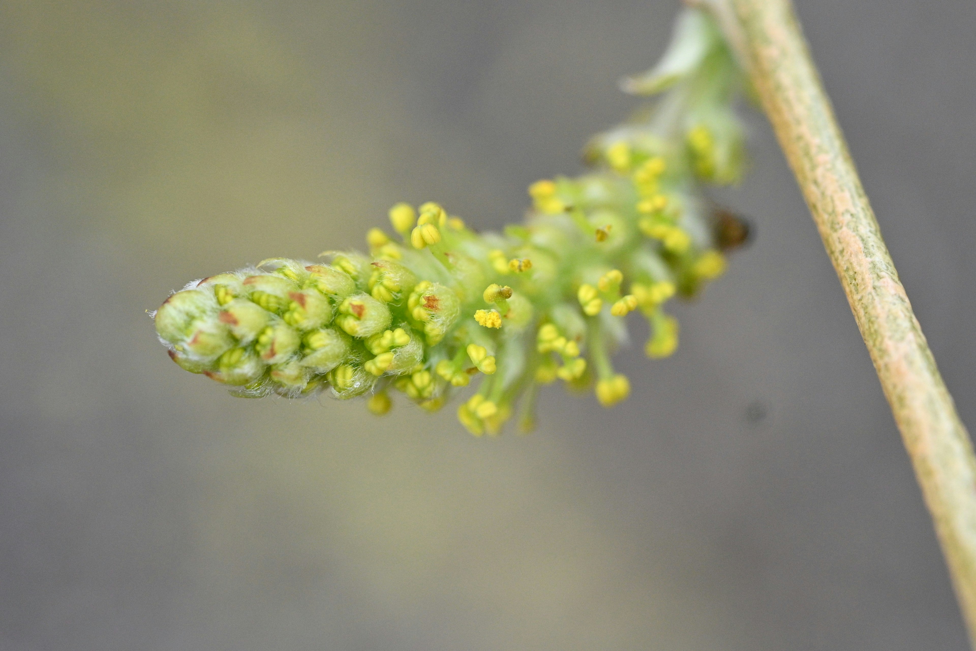 Nahaufnahme eines grünen Blütenstandes mit kleinen gelben Blüten