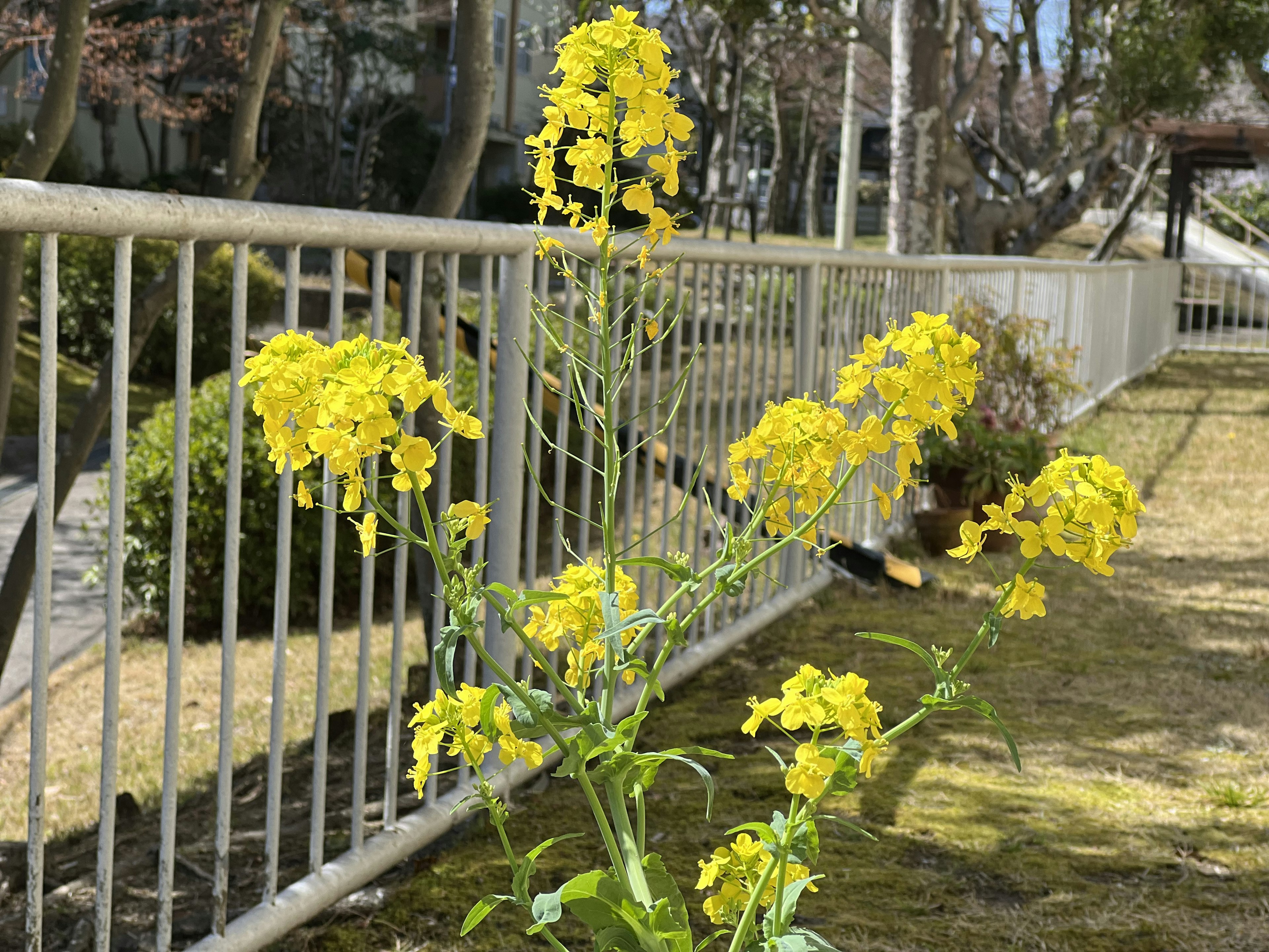 一株長著鮮豔黃色花朵的植物生長在圍欄附近