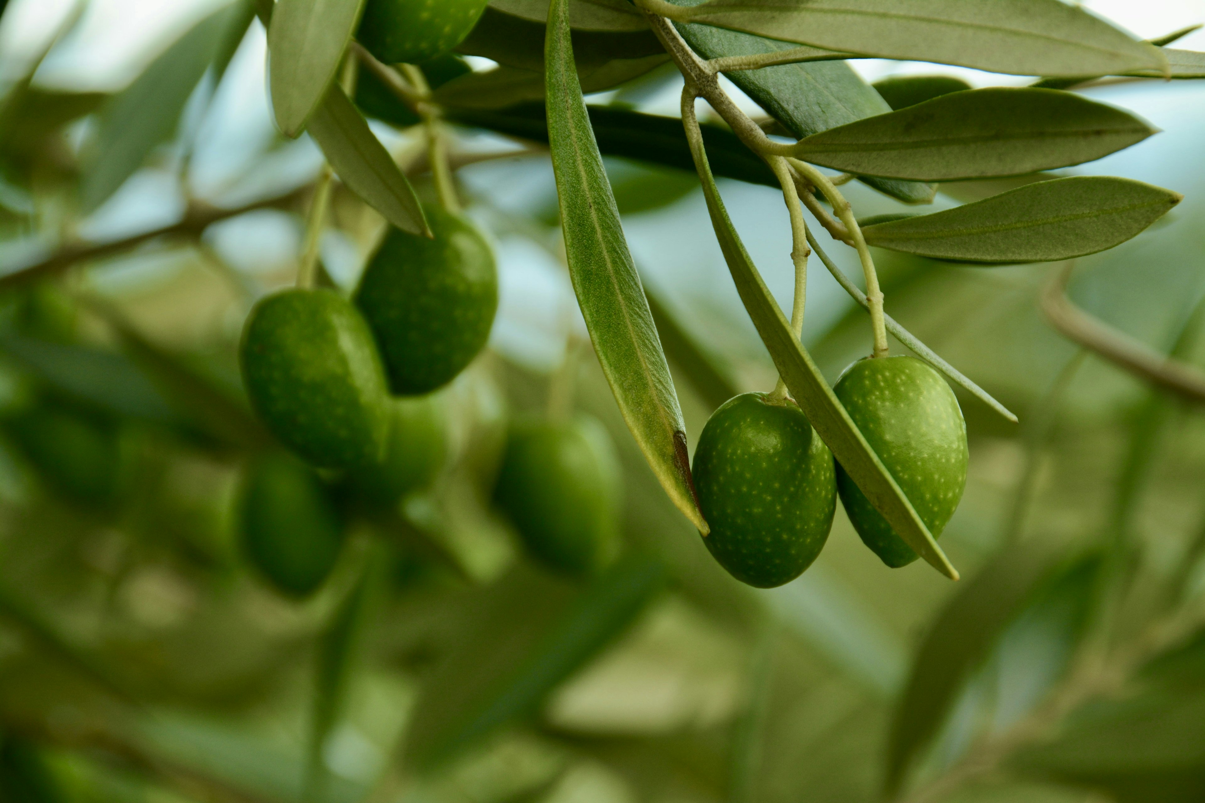 Green olives hanging on an olive tree branch