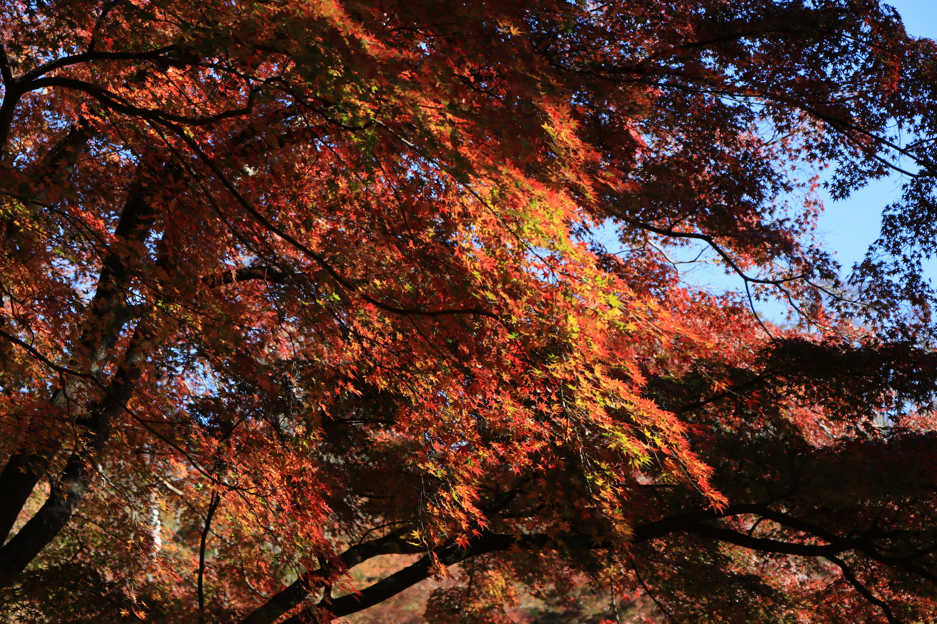 View of vibrant autumn foliage with red and orange leaves