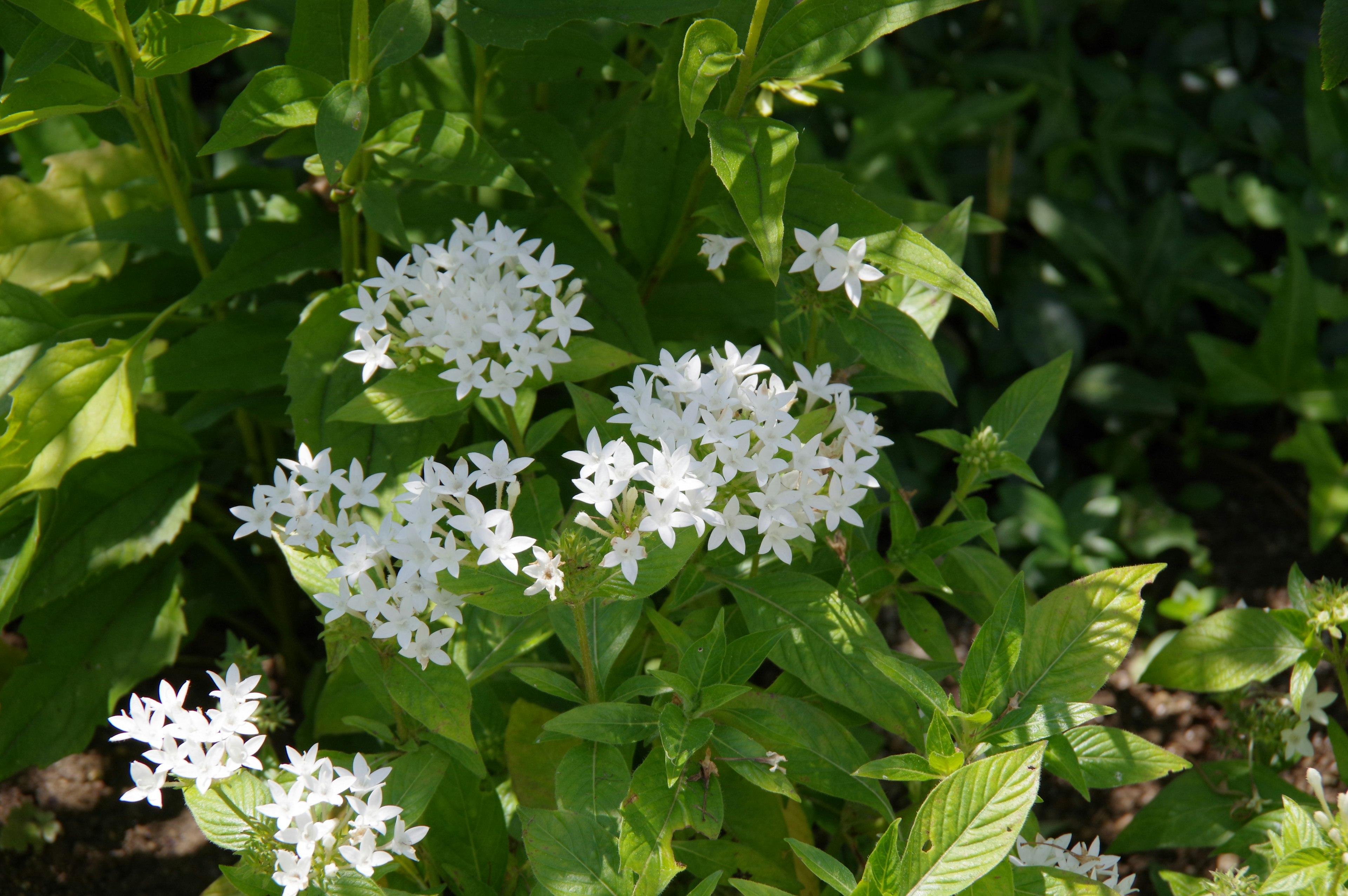 白い小花が咲いている植物の群れ 緑の葉に囲まれている