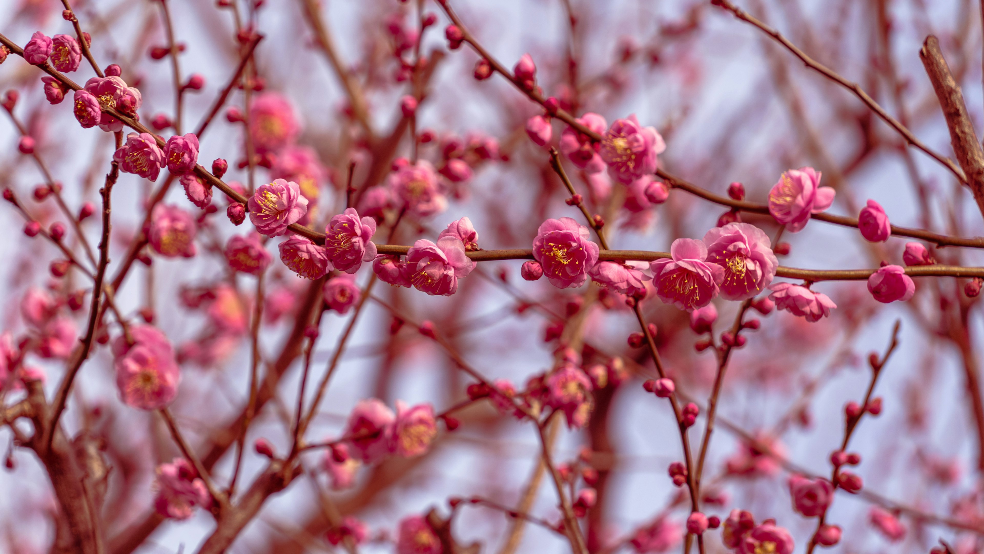 Close-up of blooming plum blossoms on branches