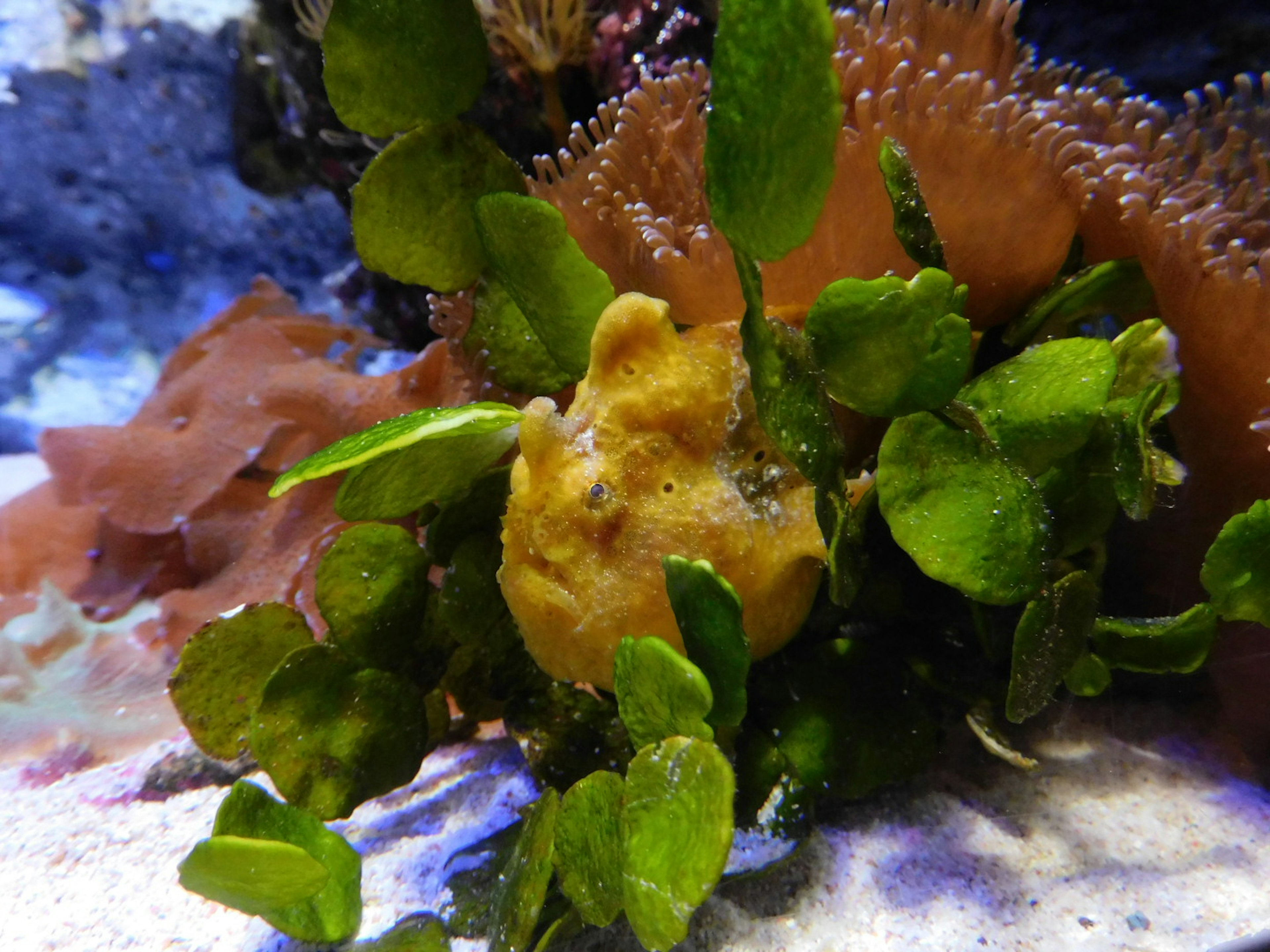 水中の黄色い生物と緑の海藻が見える画像