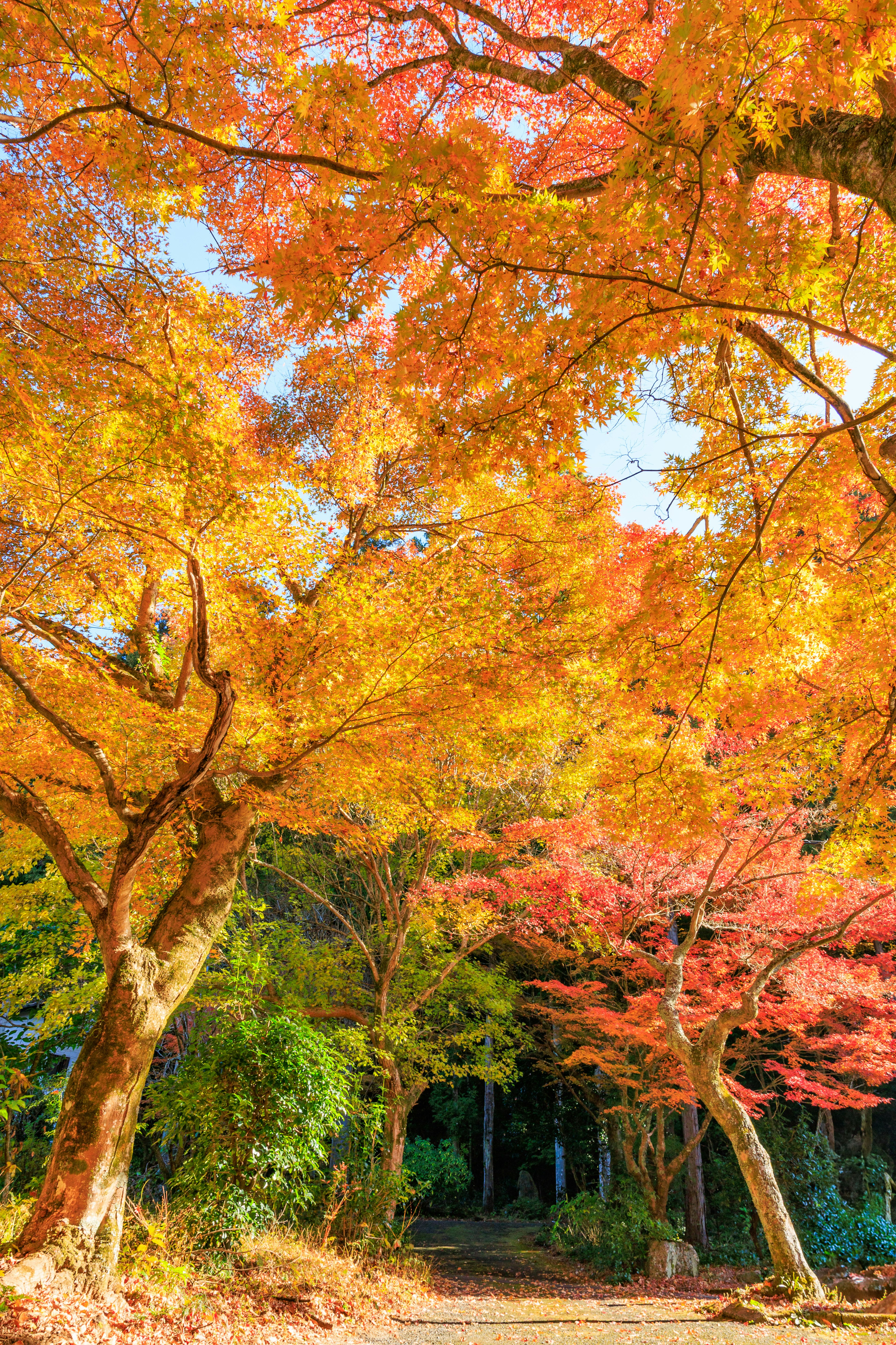 秋の紅葉に染まった木々が並ぶ小道