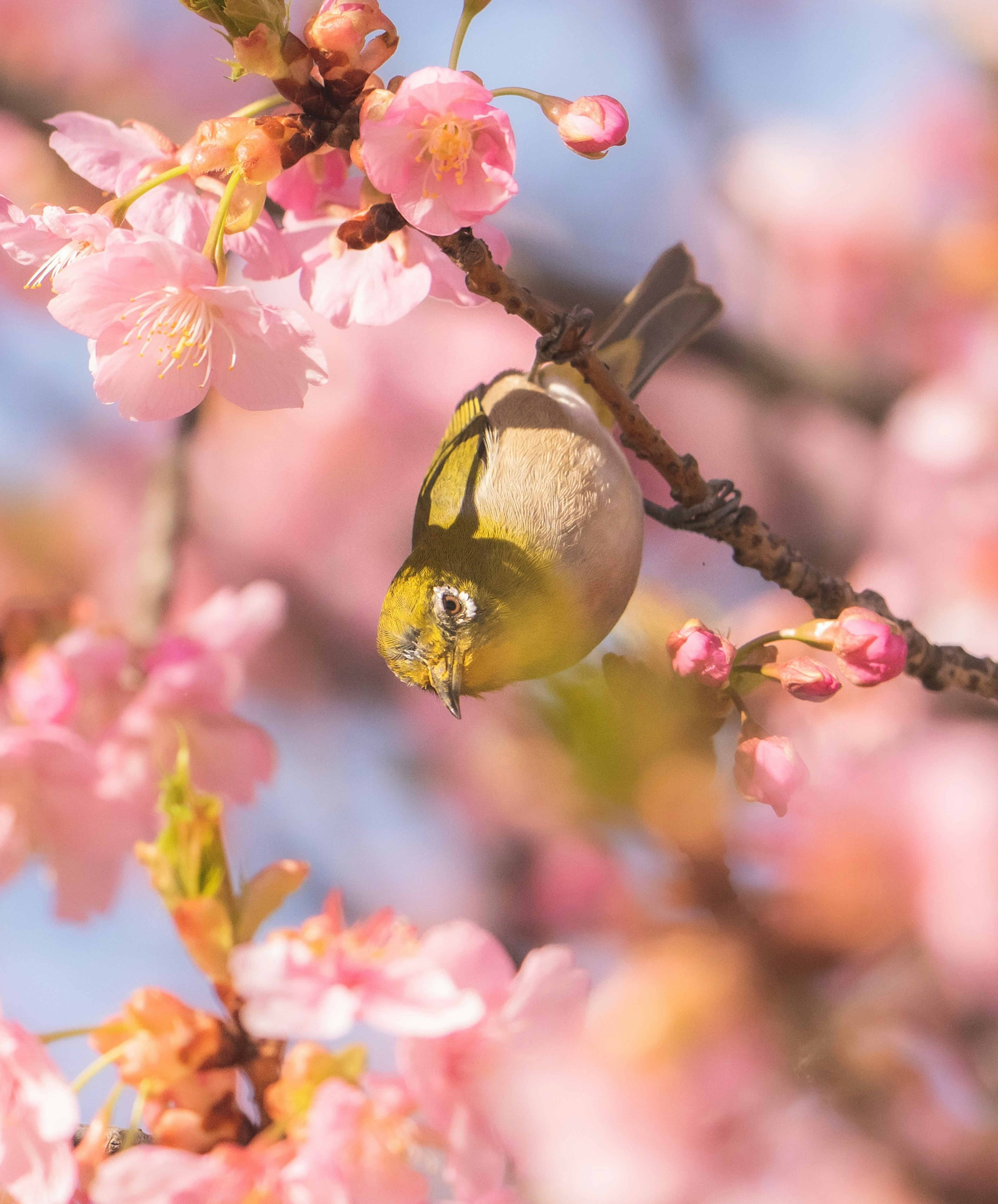 桜の花の間で逆さまになっている小さな鳥