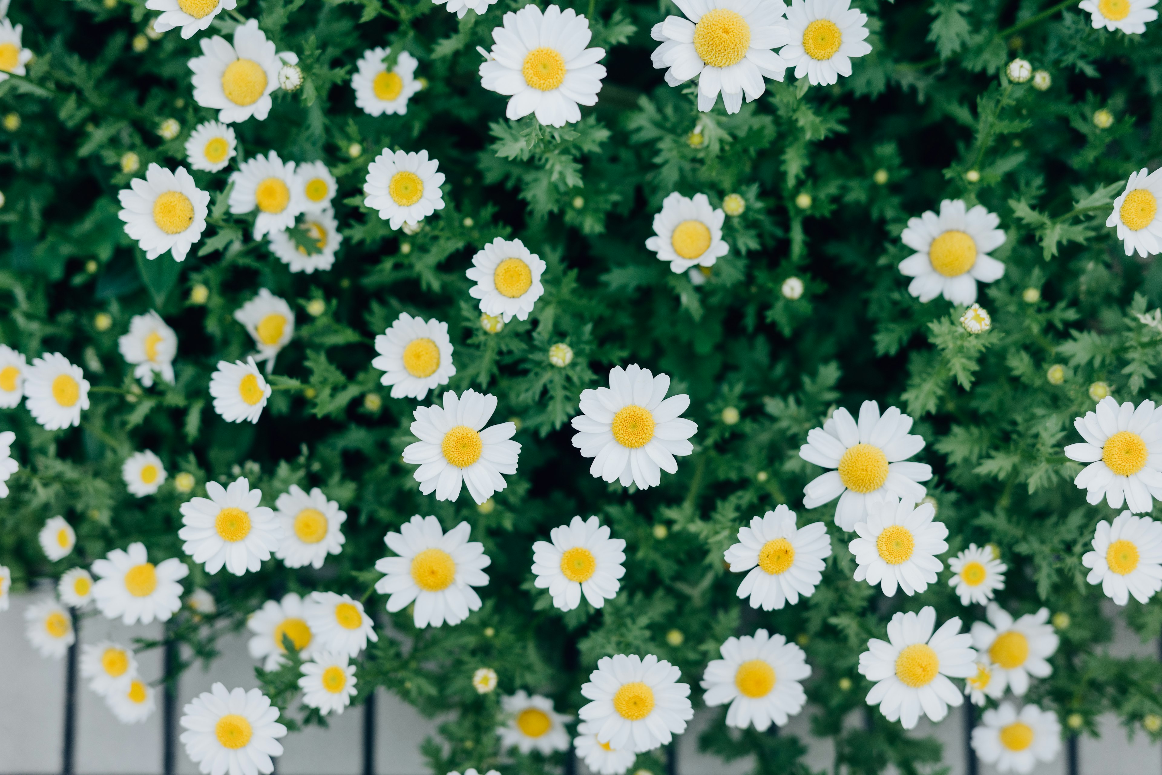 白い花と黄色い中心の花々が緑の葉に囲まれている