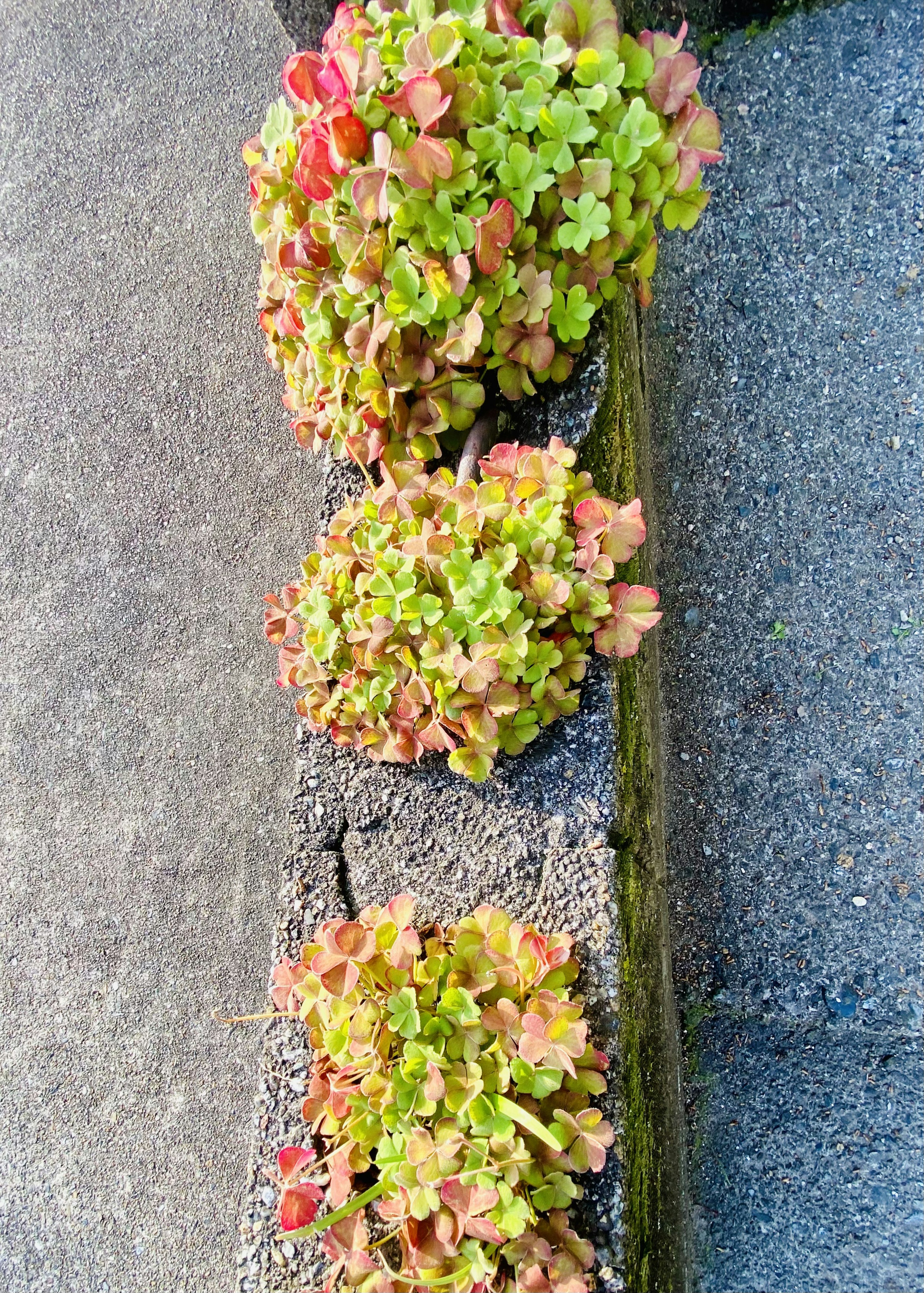 緑と赤の葉の多肉植物が並ぶ景色