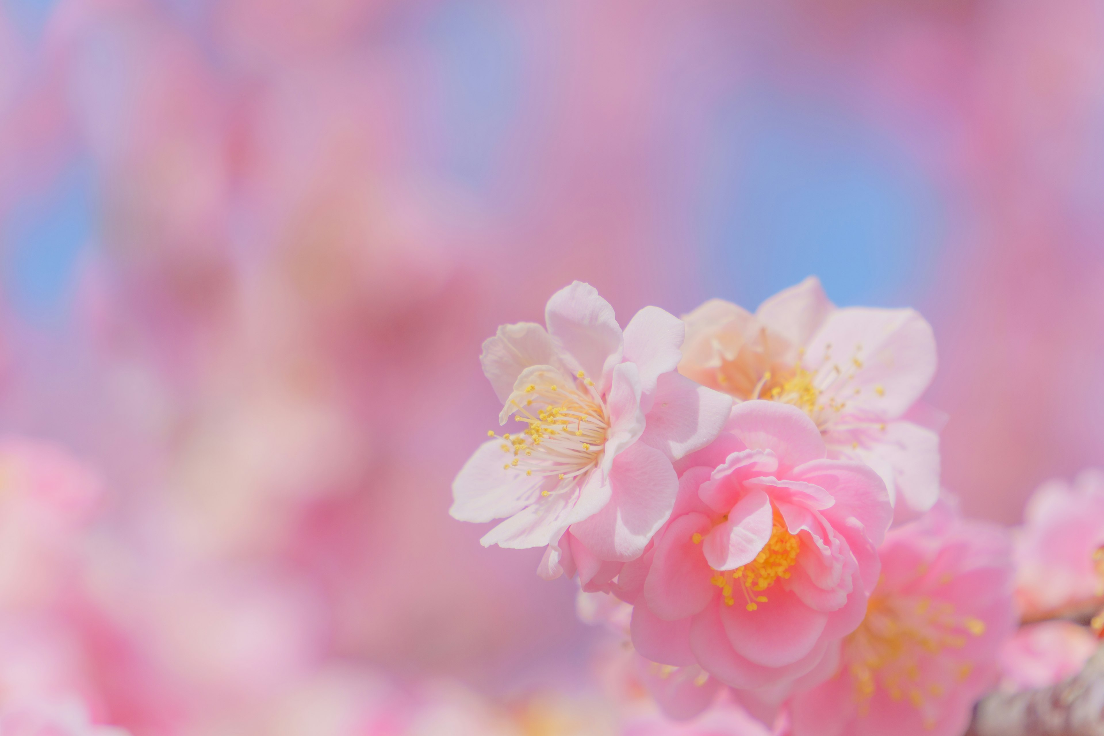 Wunderschöne Nahaufnahme von rosa Kirschblüten mit einem sanften verschwommenen Hintergrund