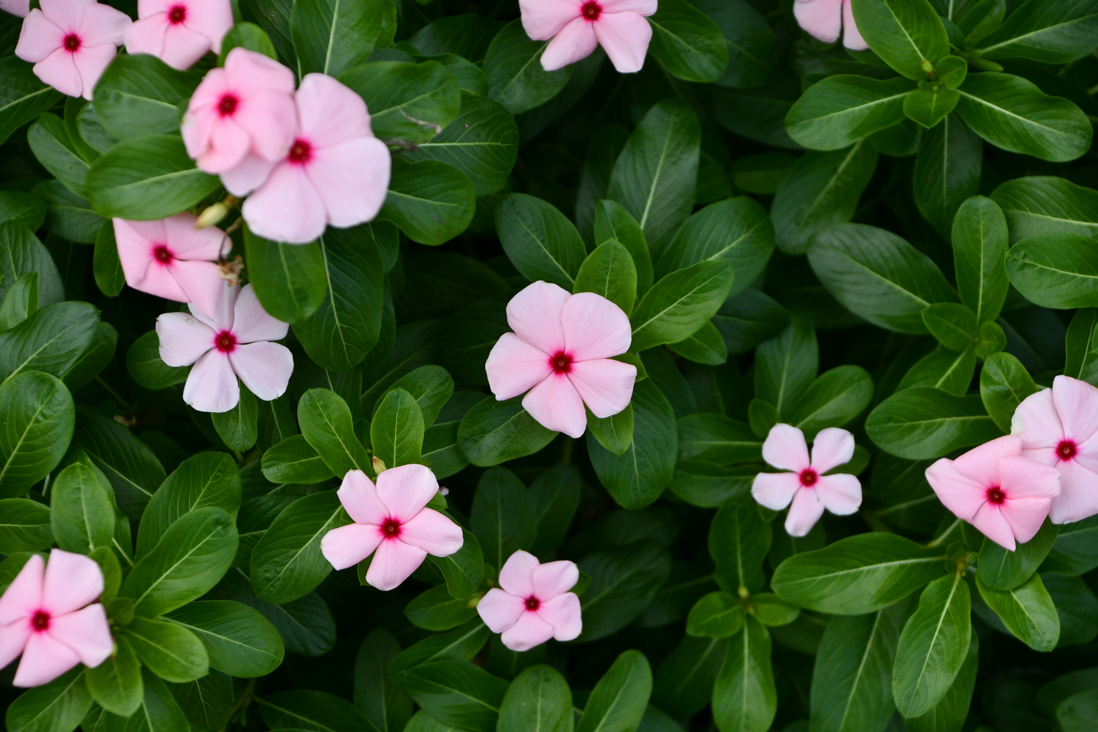 Delicate pink flowers blooming among green leaves