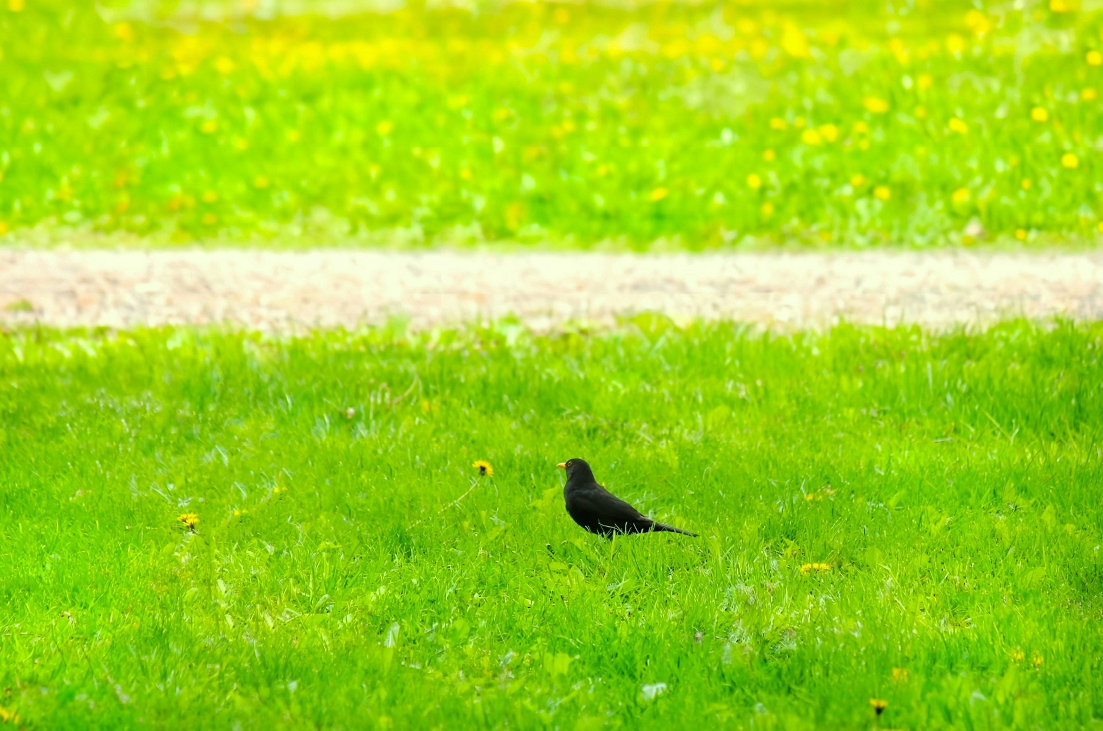 Un pájaro negro en un césped verde exuberante