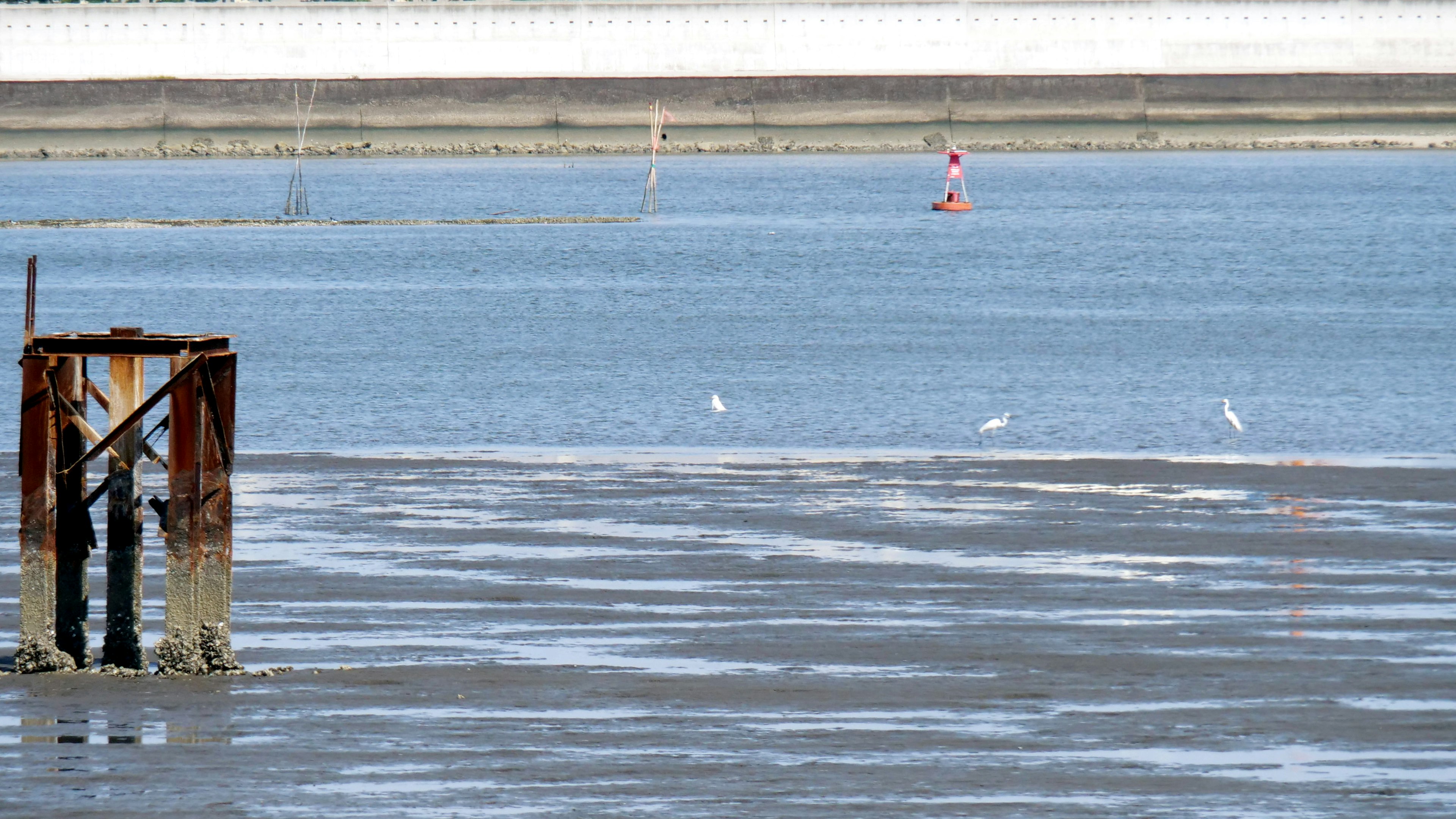 A coastal scene featuring an old post in the water and white birds