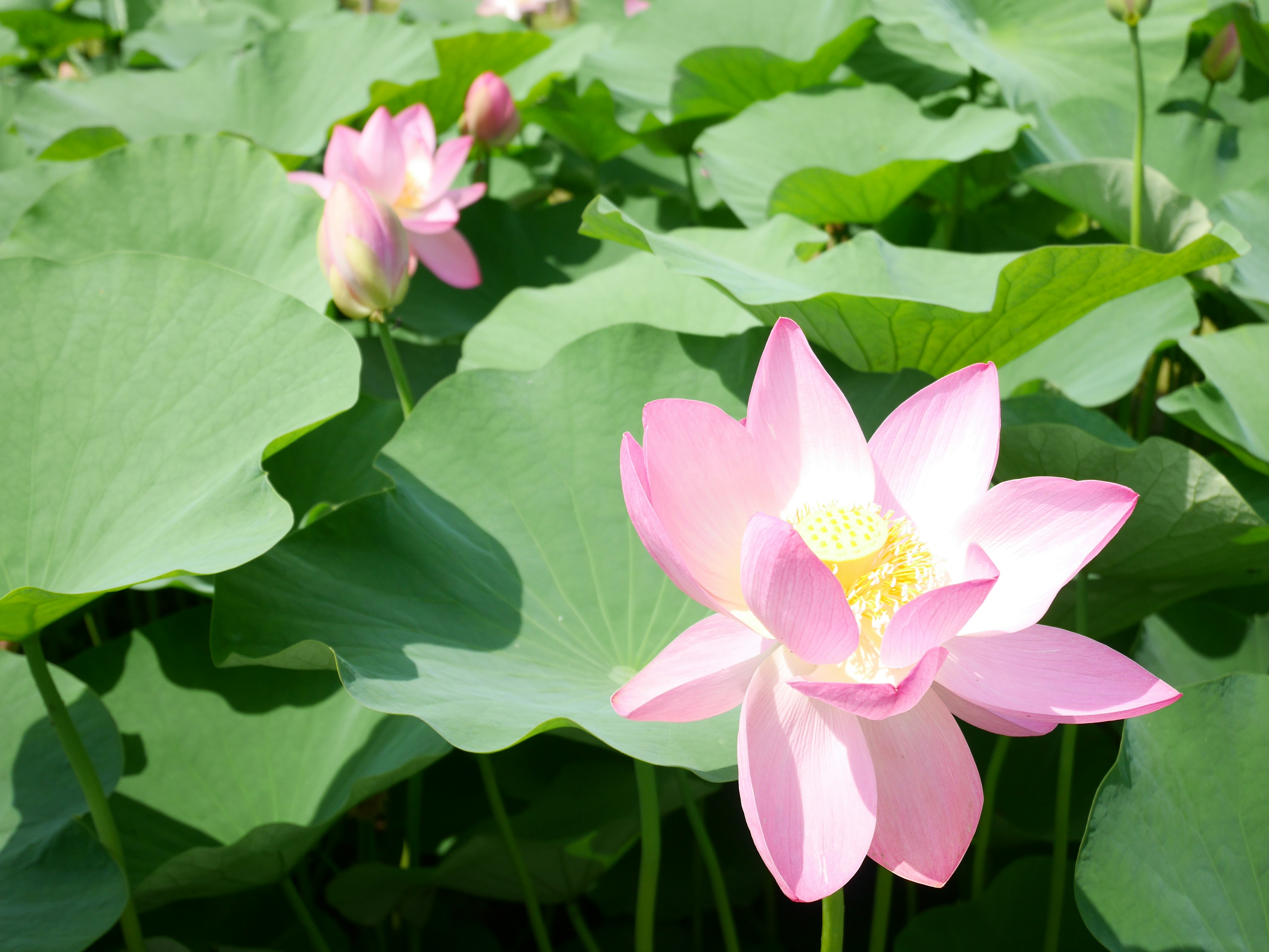 Beautiful pink lotus flower blooming among green leaves