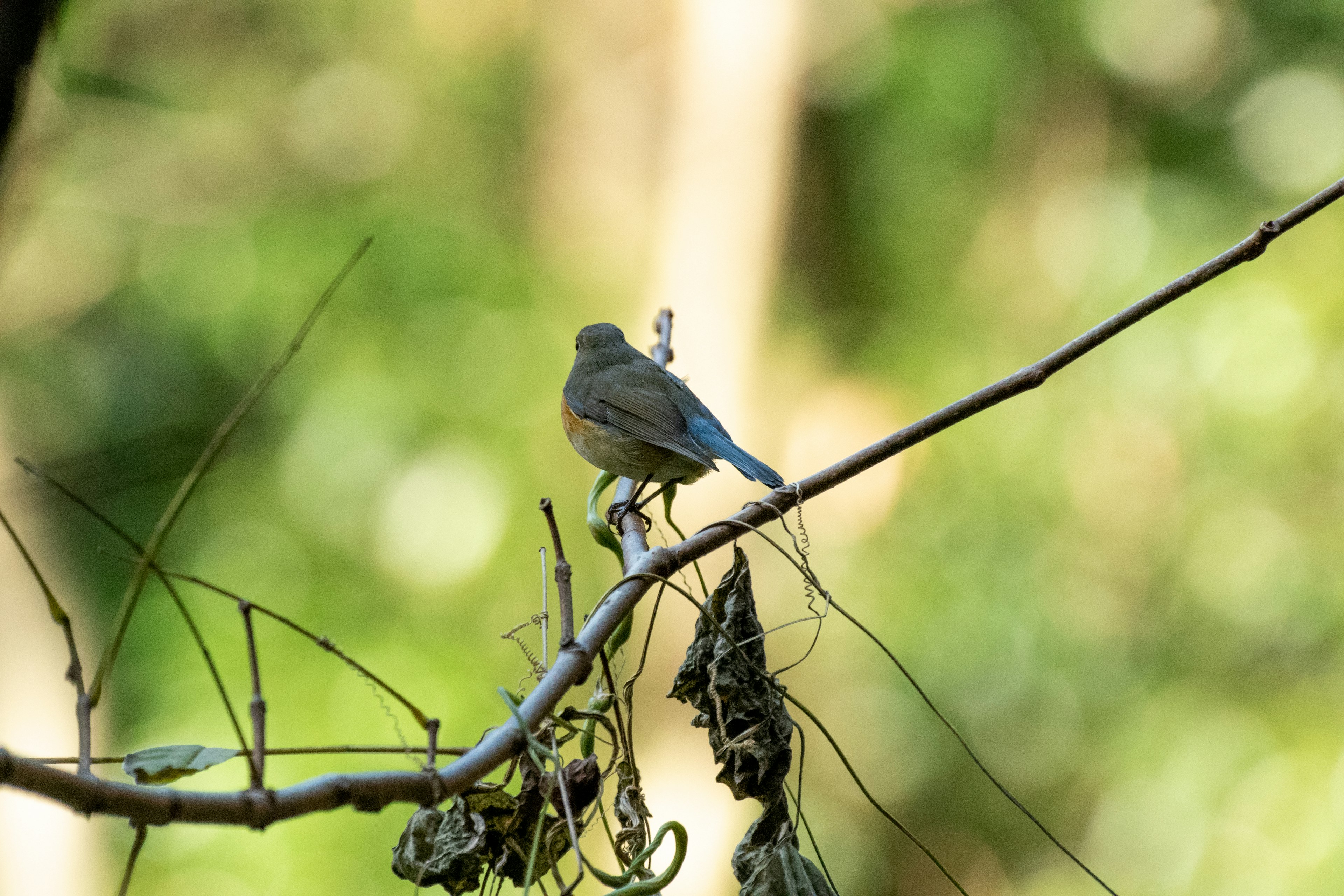 Un piccolo uccello con una coda blu appollaiato su un ramo