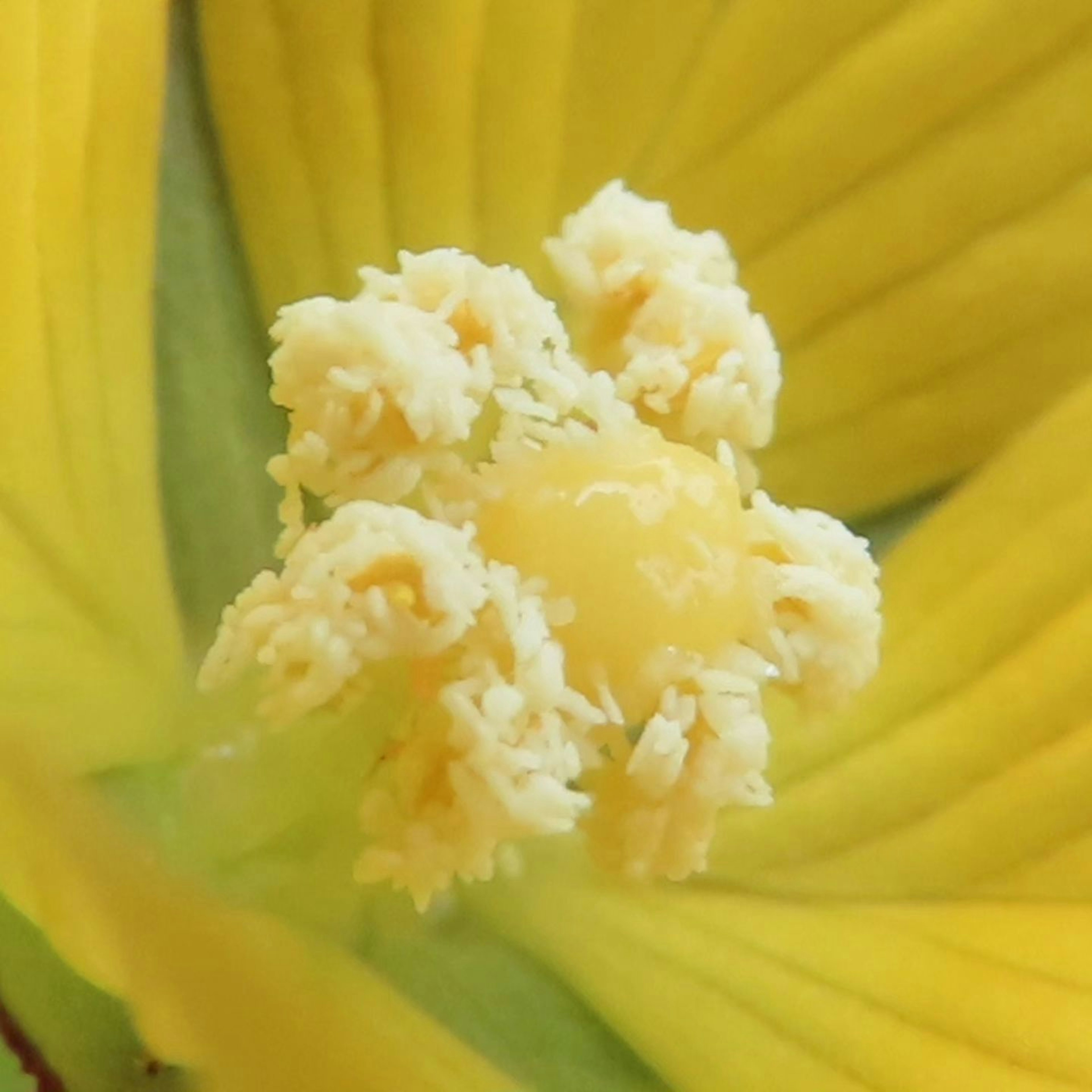 Close-up of the stamens and pistil of a yellow flower