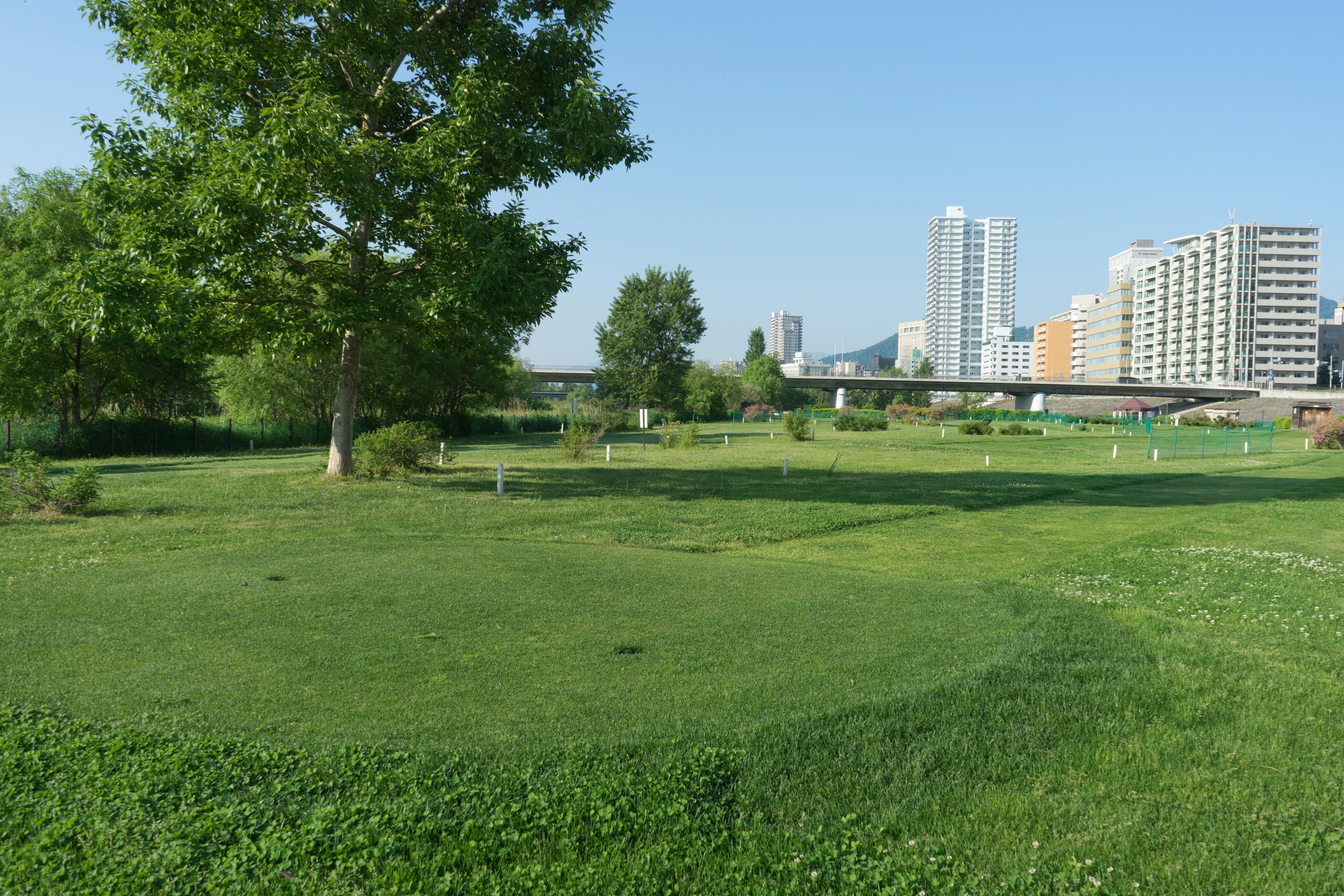 Lush green park with a view of skyscrapers