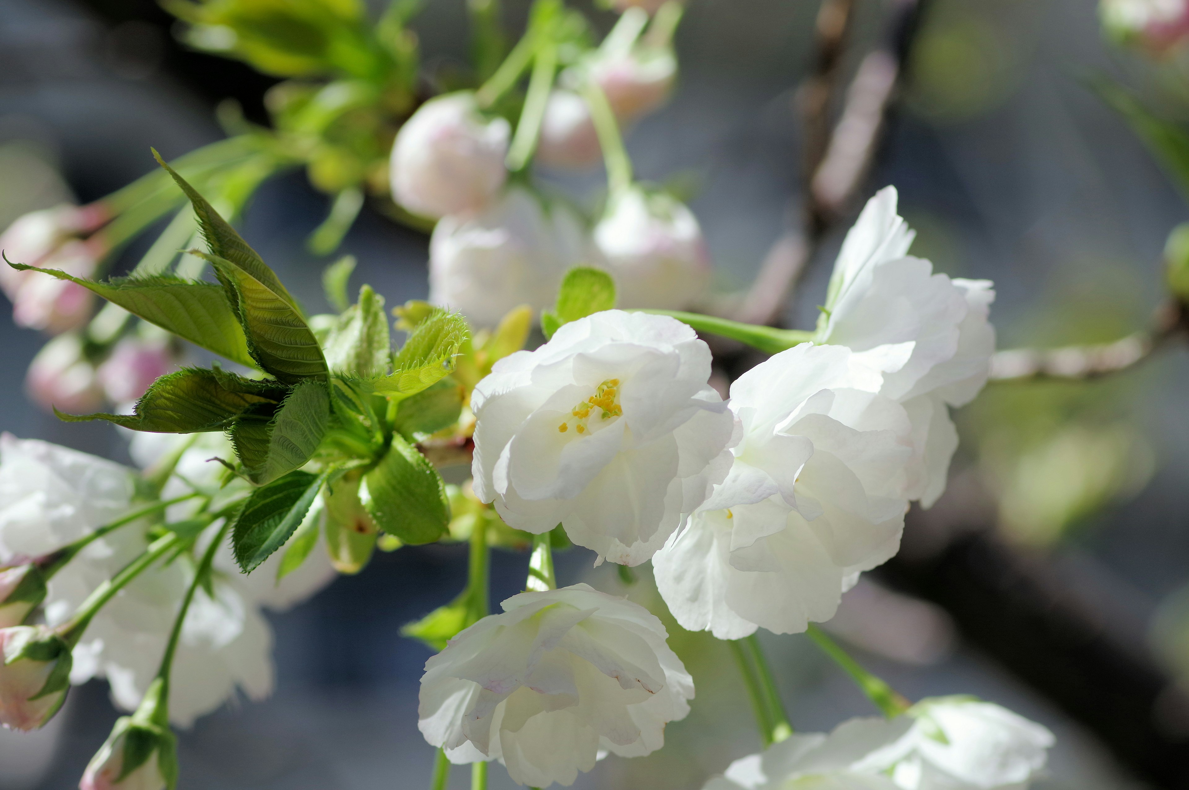 Acercamiento de flores de cerezo blancas con hojas verdes en primavera