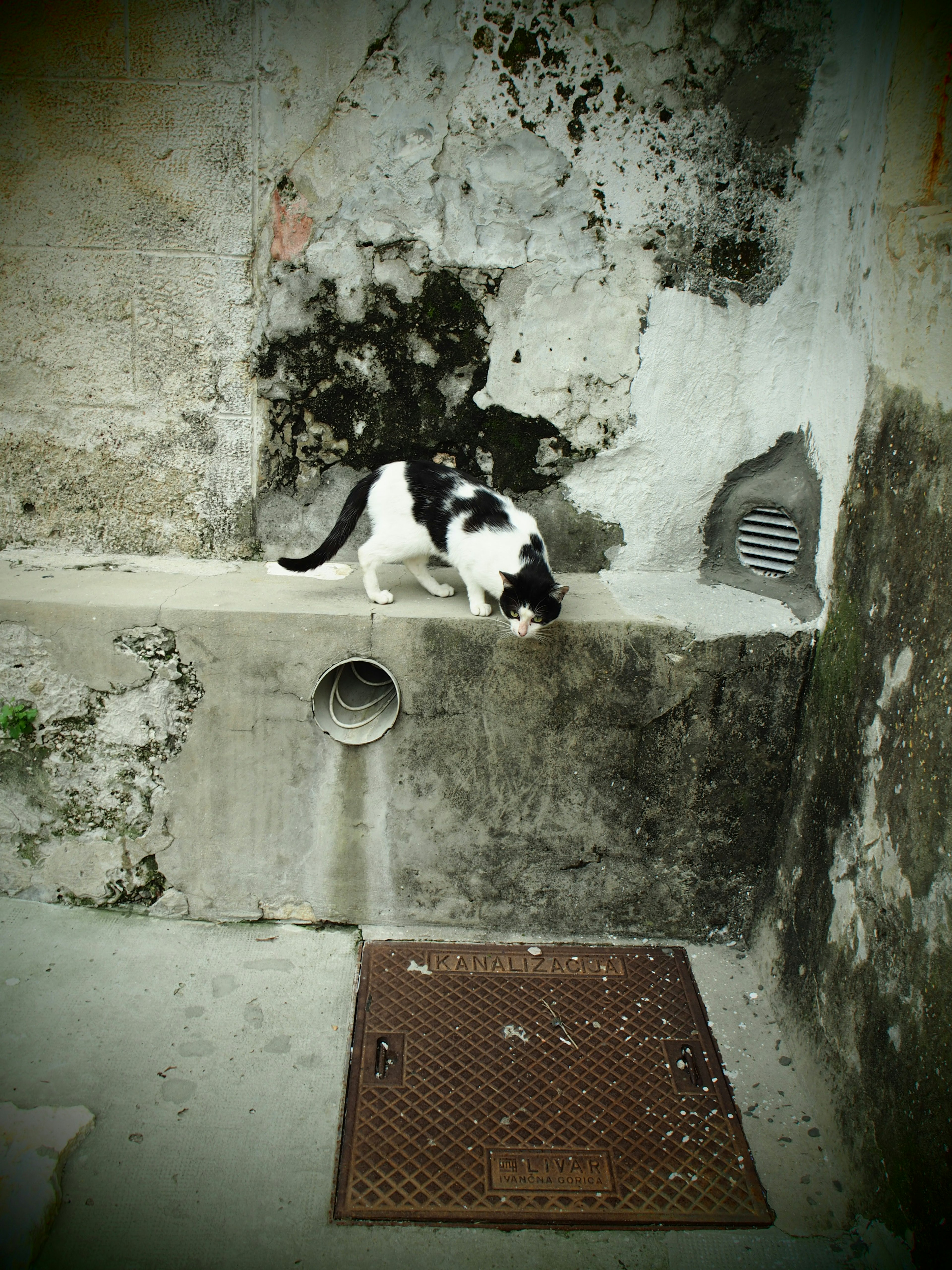 Gatto bianco e nero che annusa vicino a un muro di cemento