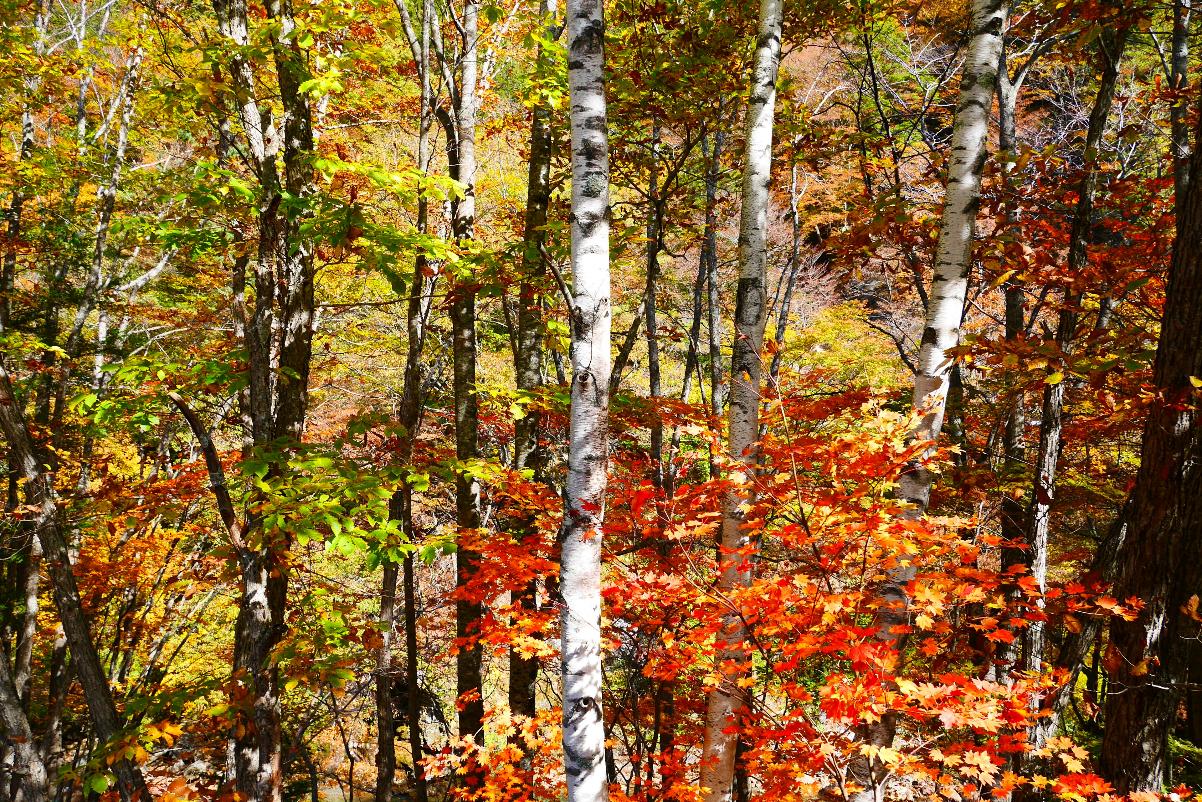 Scenic view of trees with vibrant autumn leaves