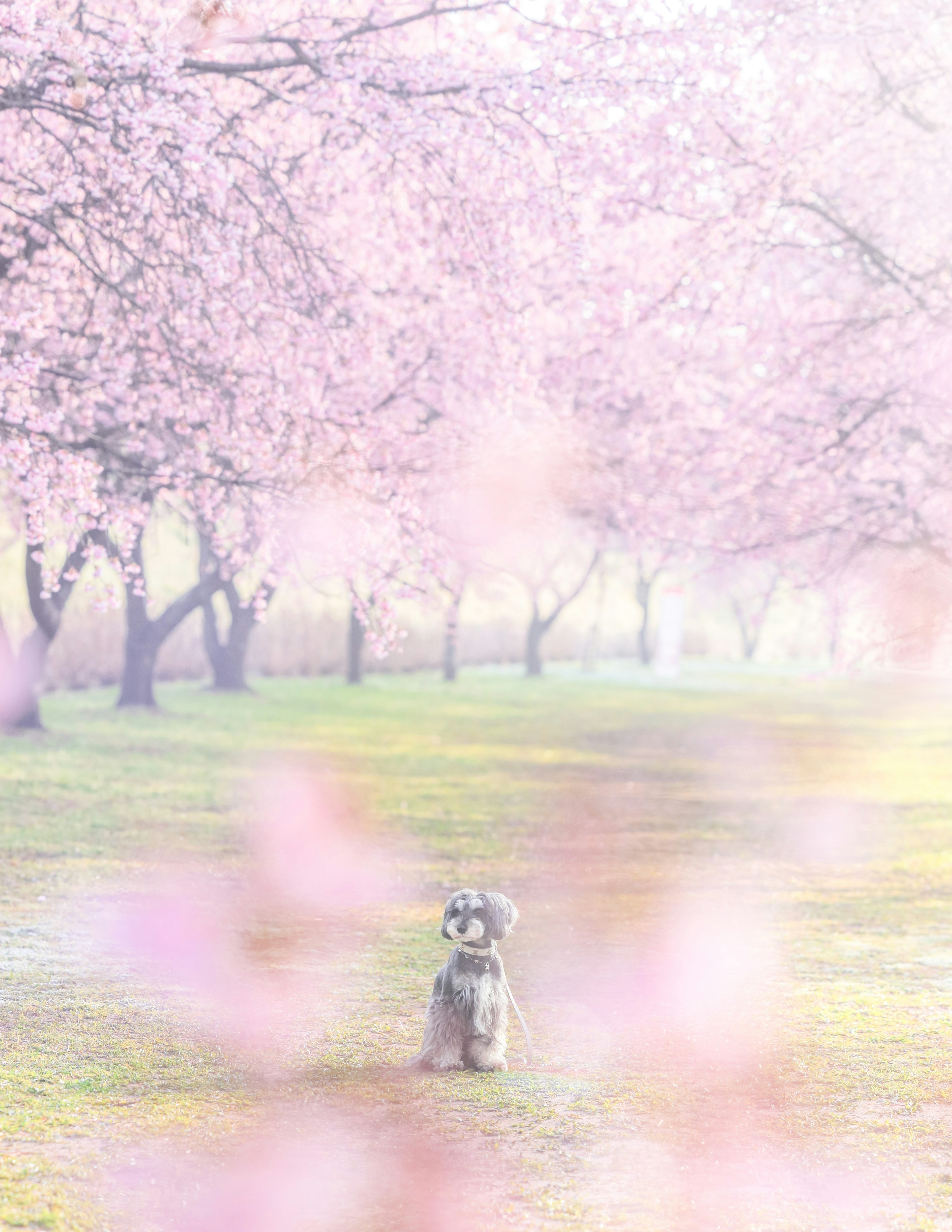 Un cane seduto sotto alberi di ciliegio in fiore