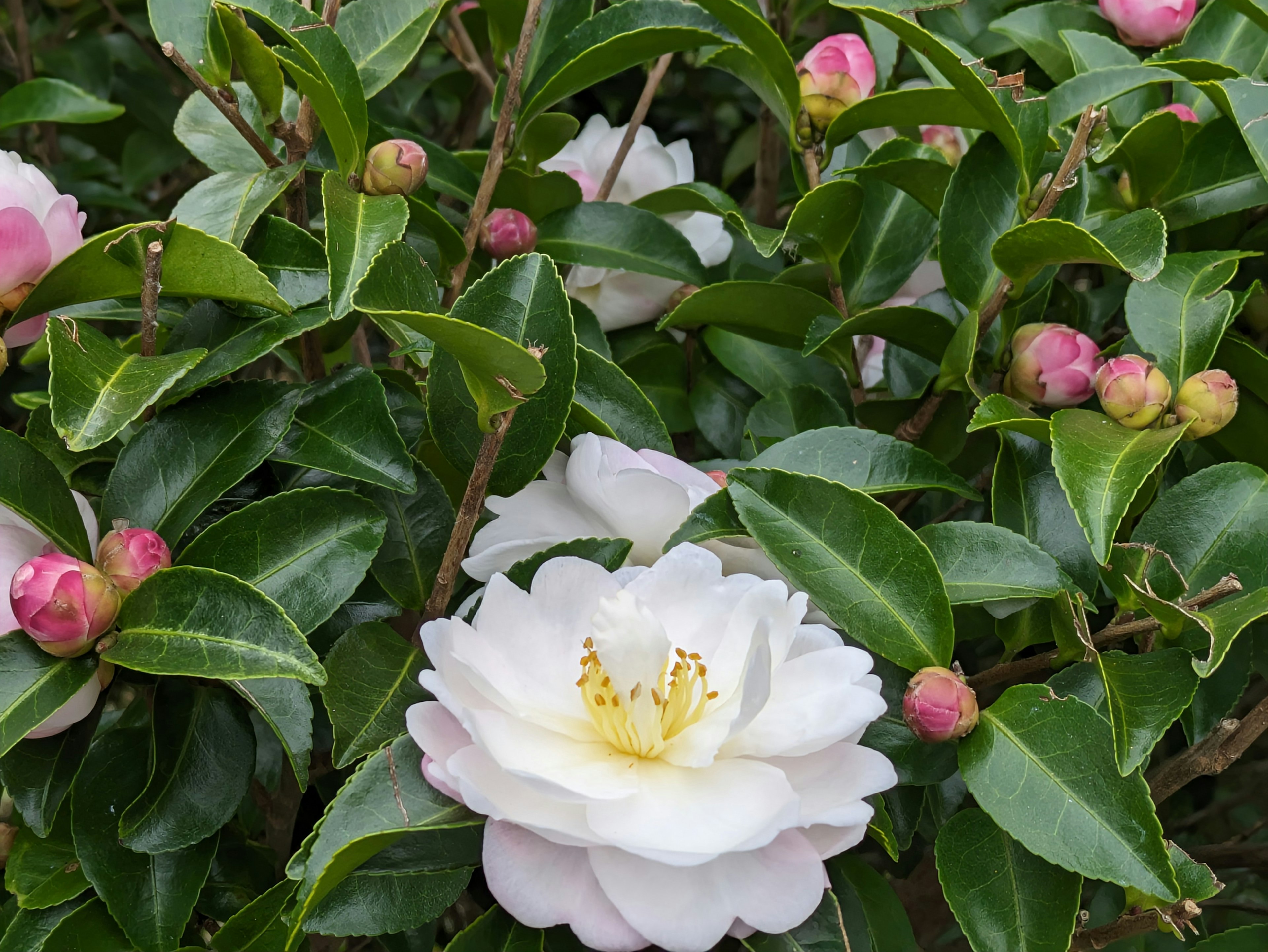 A close-up of a white camellia flower surrounded by green leaves and pink buds