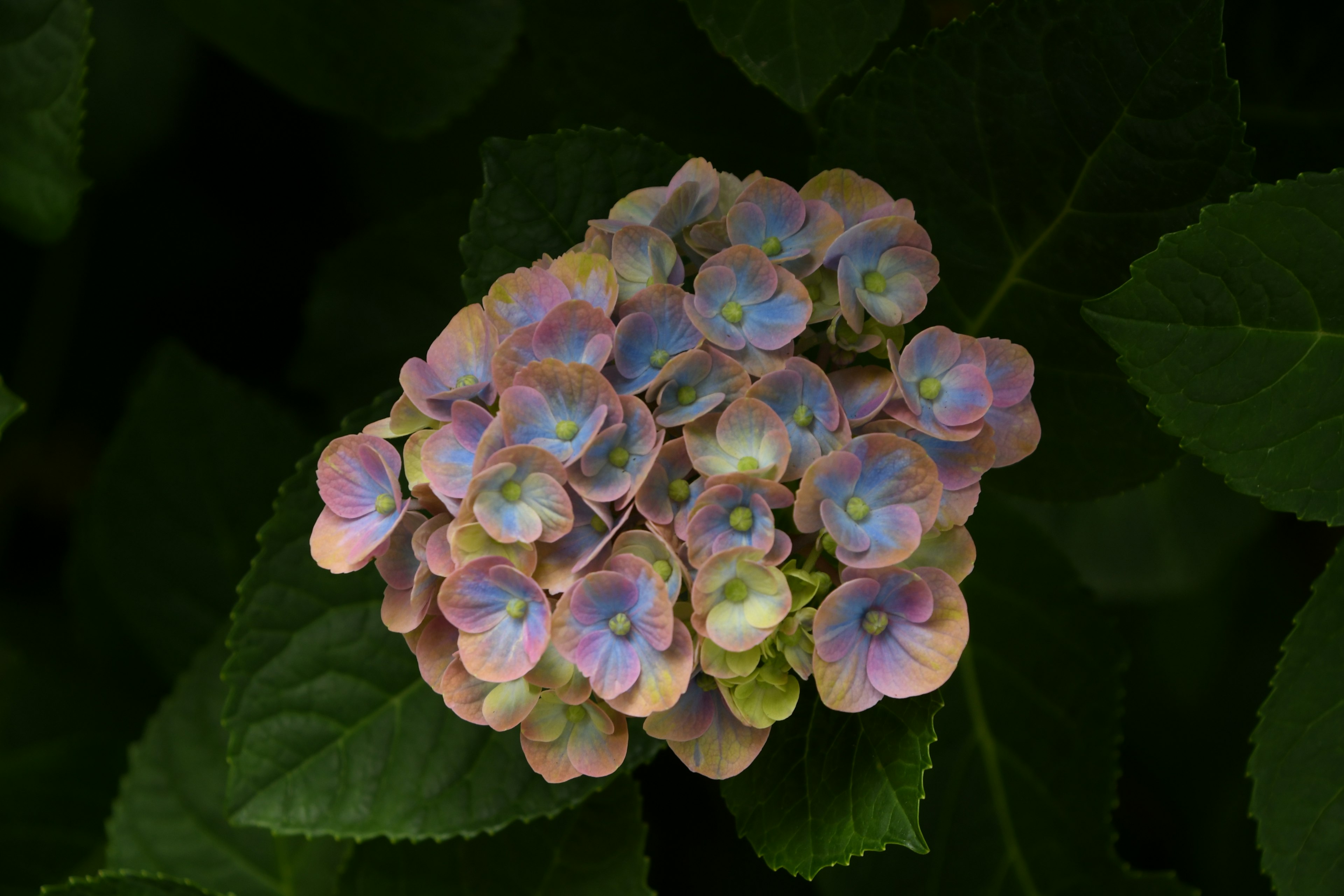 美しい紫陽花の花のクラスターと緑の葉