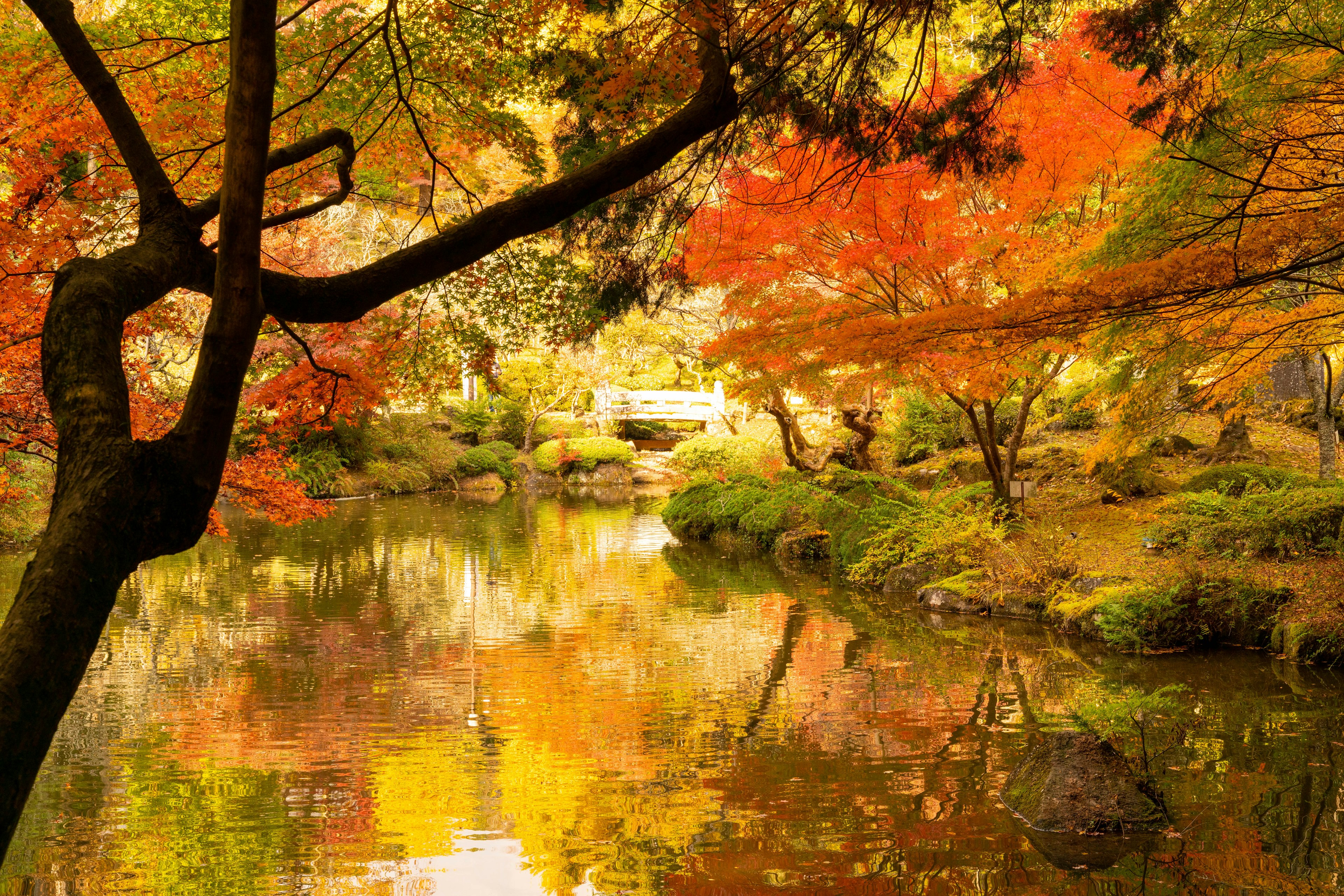 Bellissimo paesaggio autunnale con alberi colorati che si riflettono in uno stagno