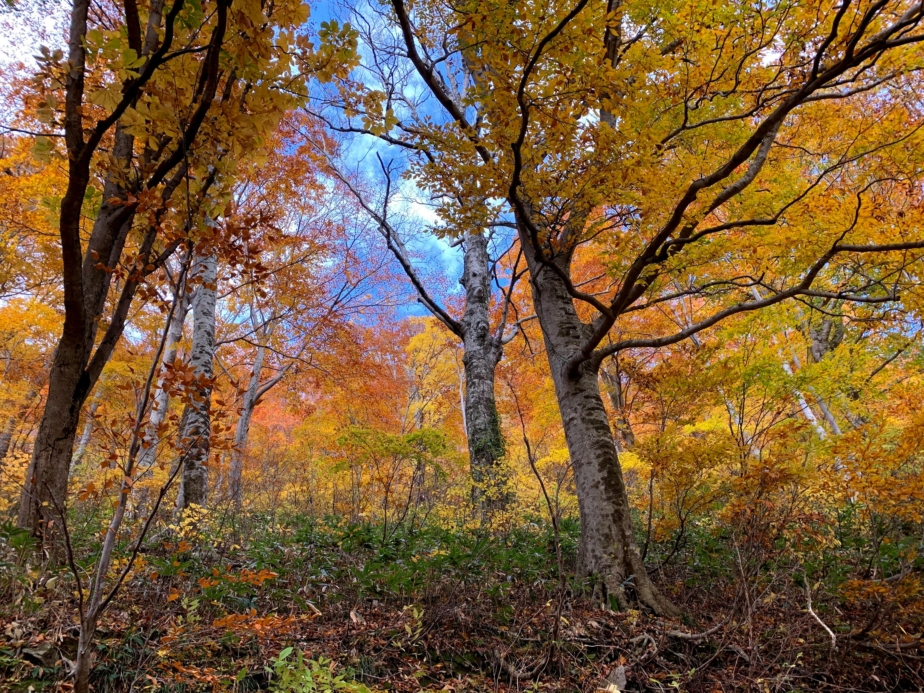 Scena forestale autunnale con alberi colorati e cielo blu