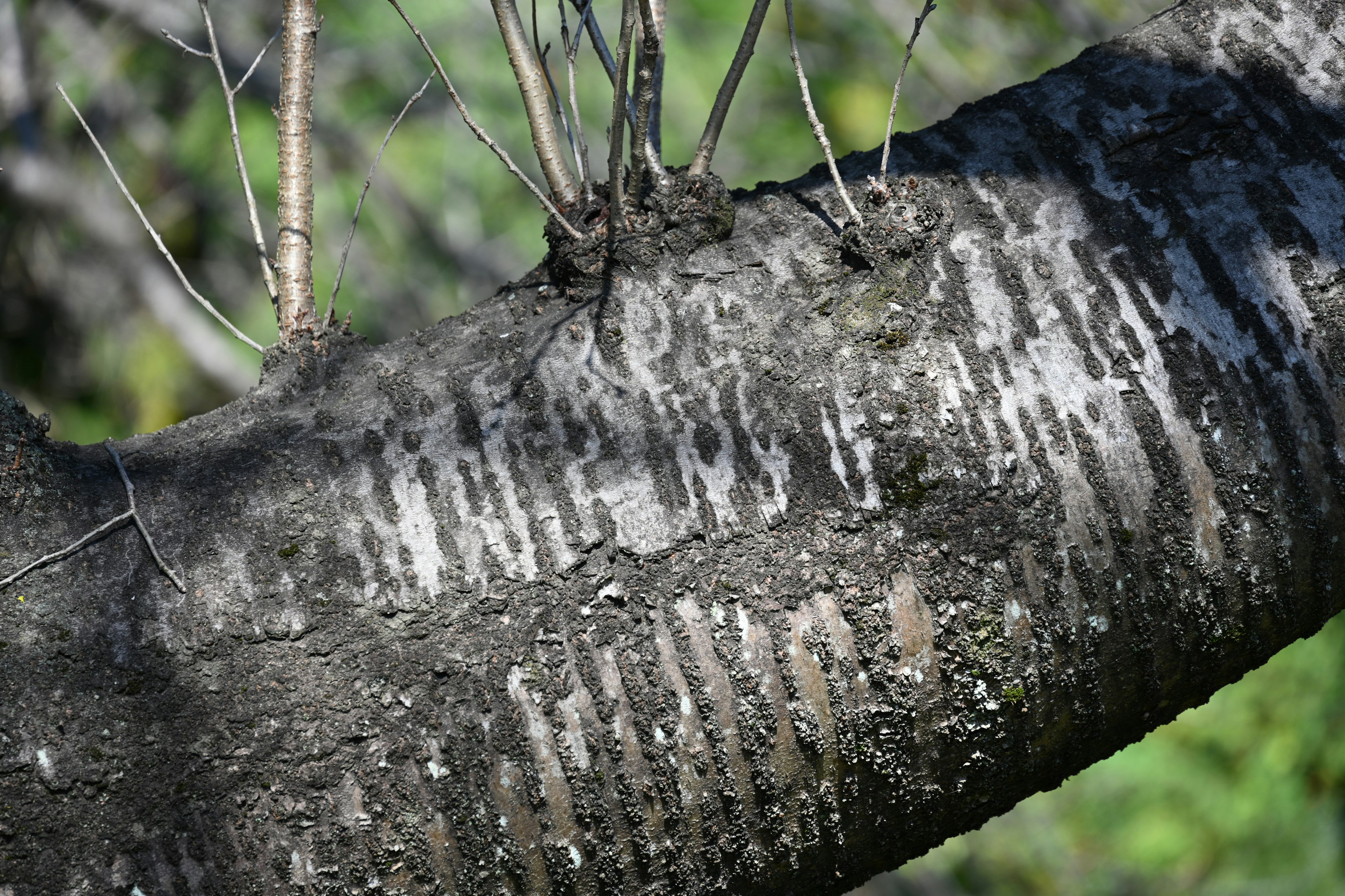 Ausgeprägte Muster und Textur an einem Baumstamm