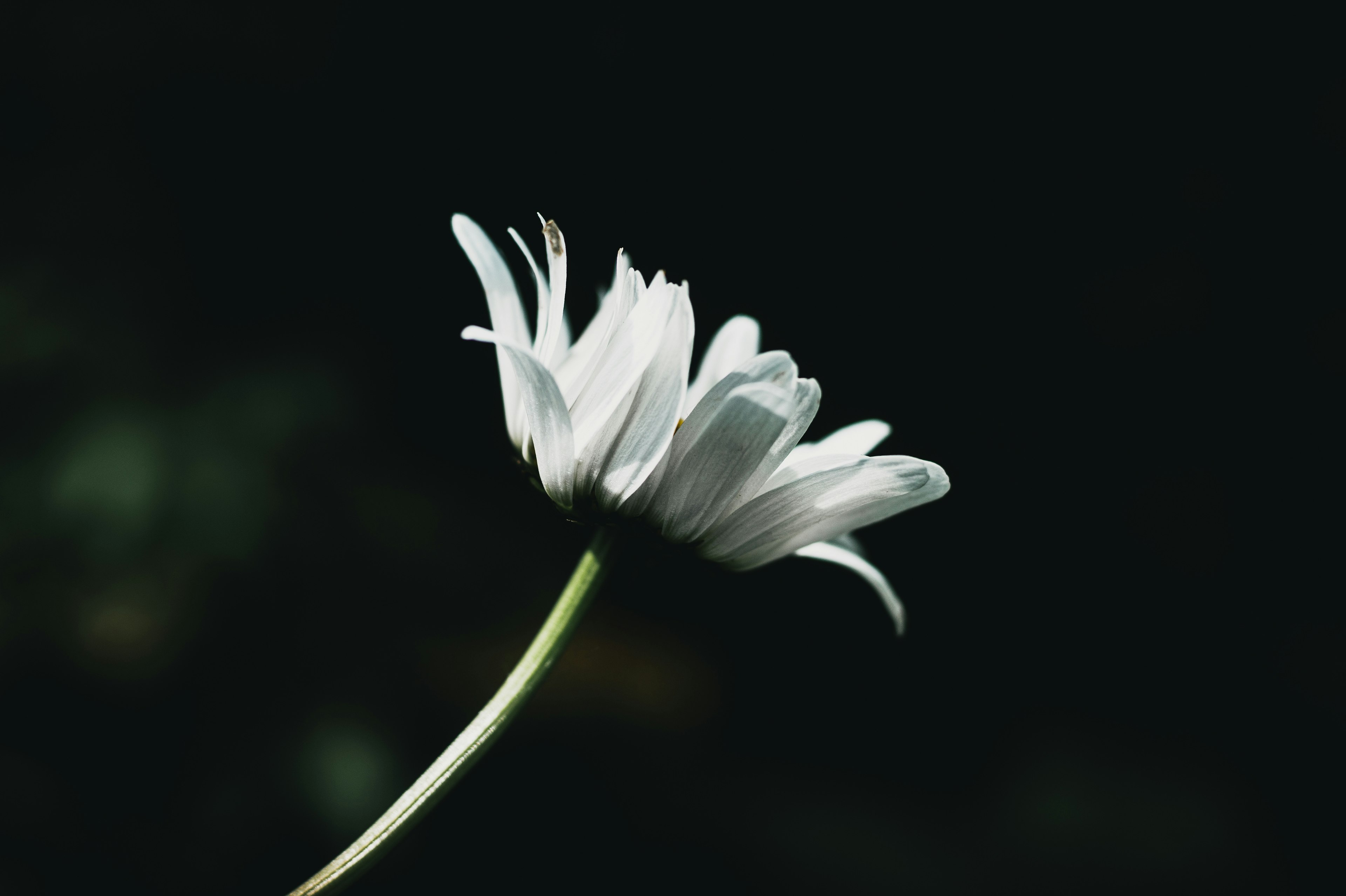 Vista lateral de una flor blanca contra un fondo oscuro