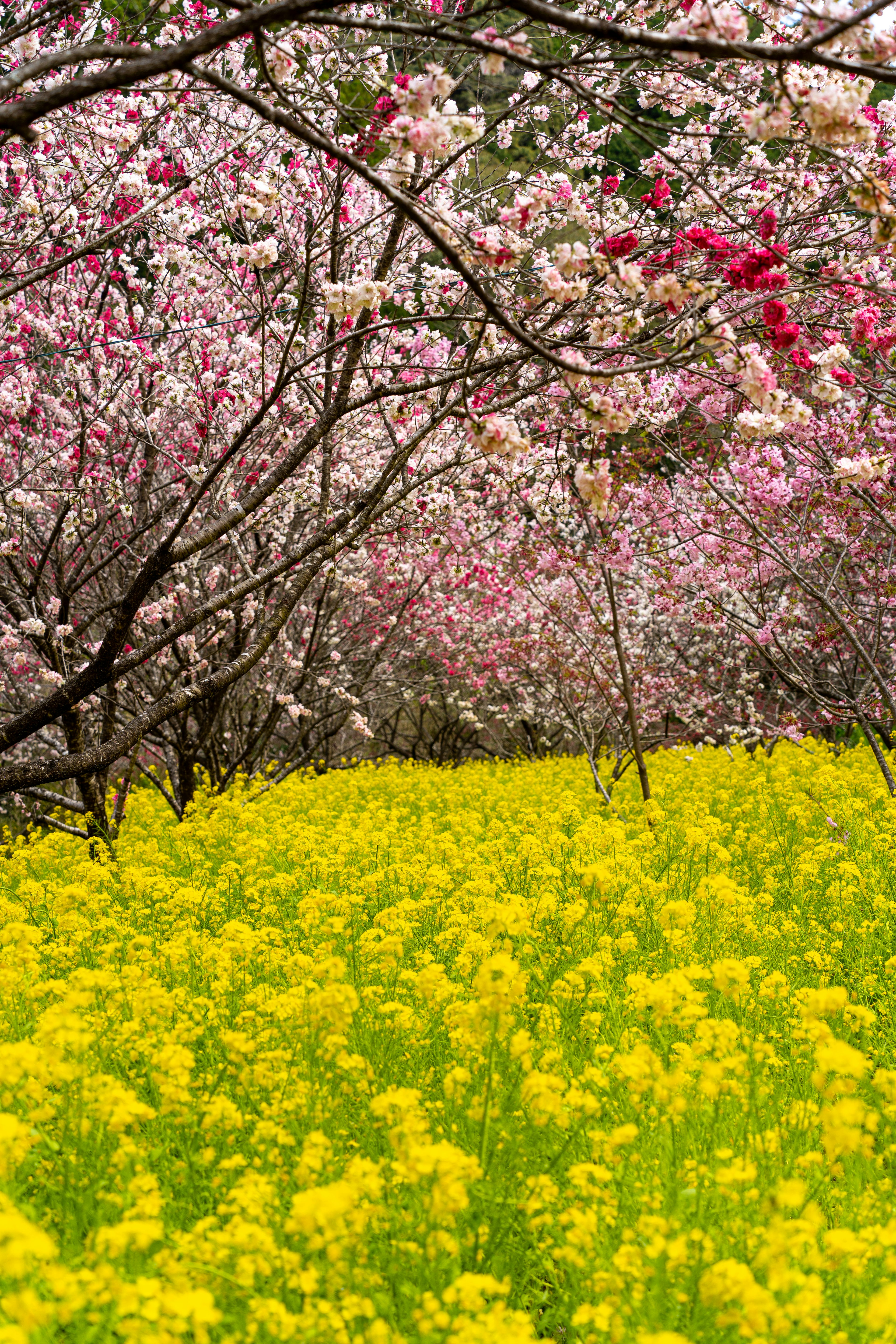 色とりどりの花が咲く風景と黄色の花畑