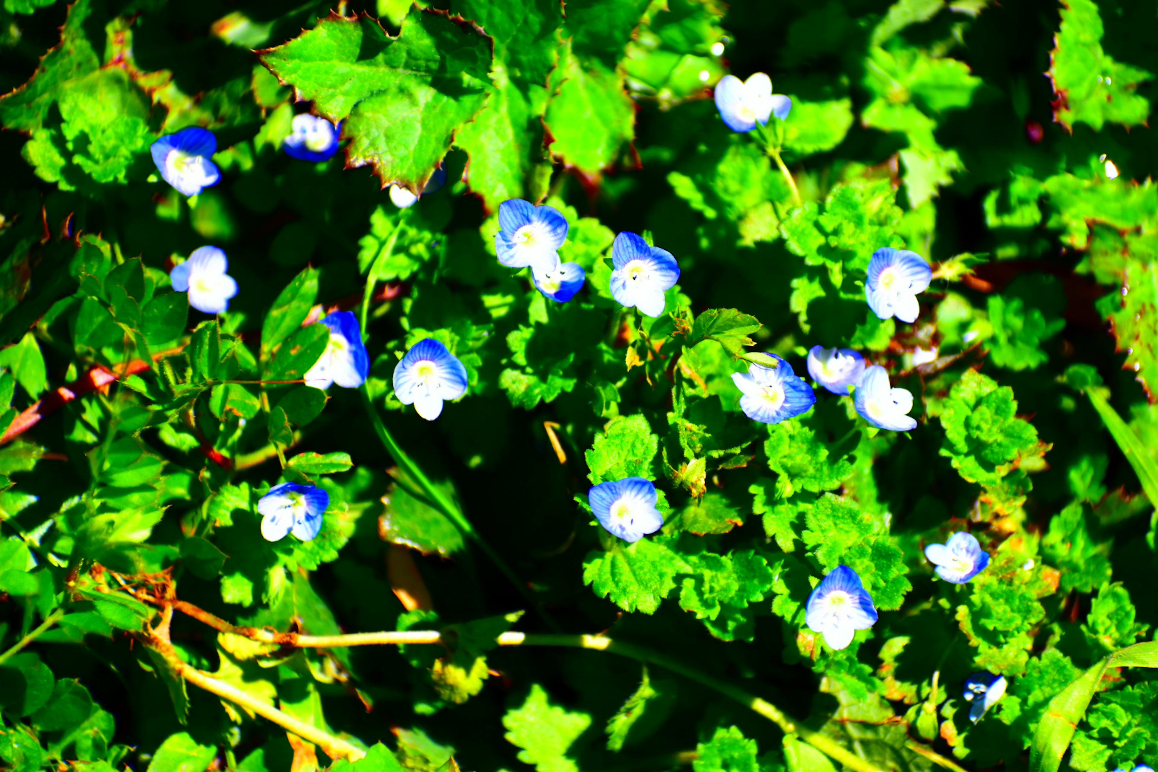 Cluster of small blue flowers among vibrant green leaves