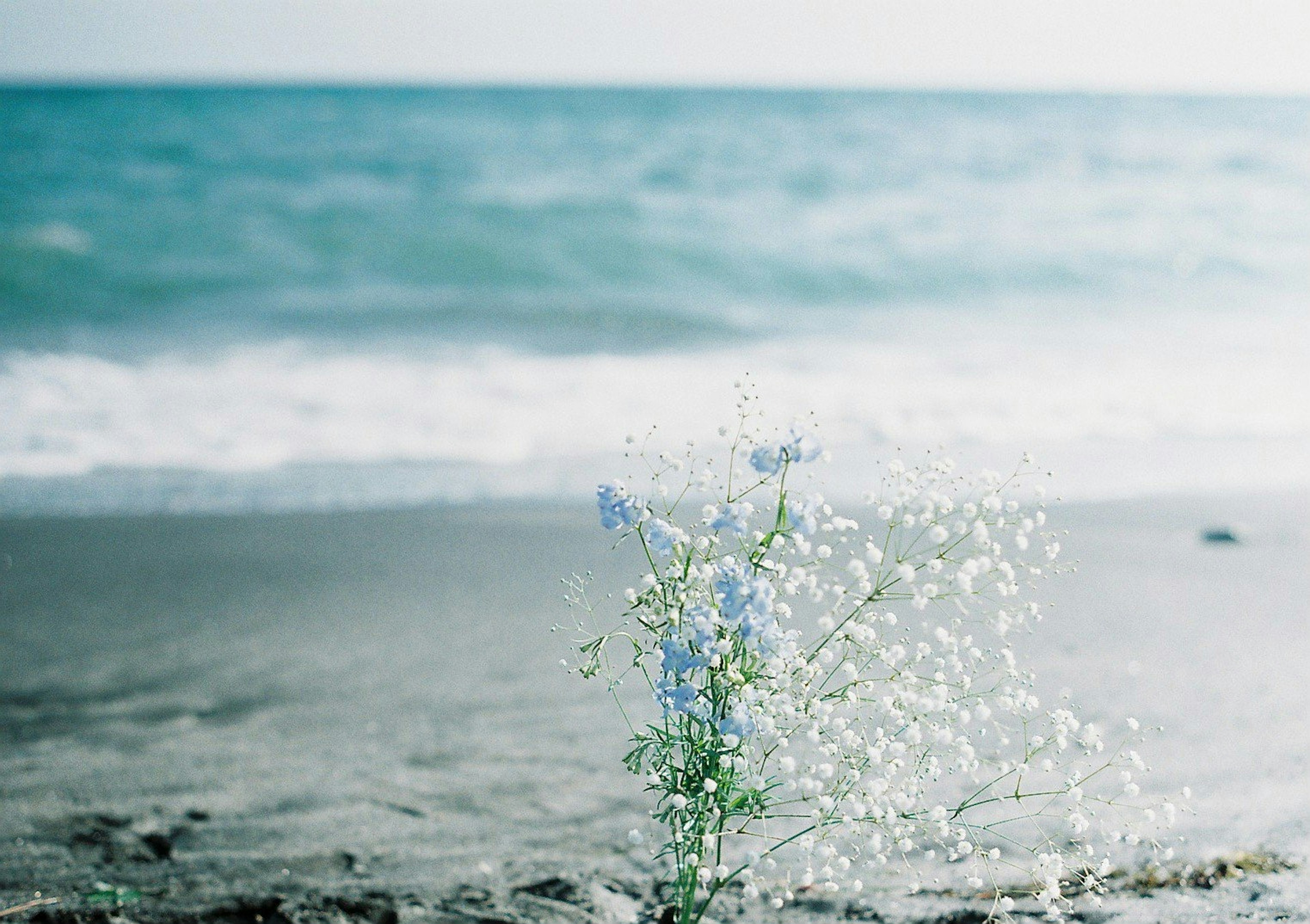 Flores azules en la orilla con olas del océano