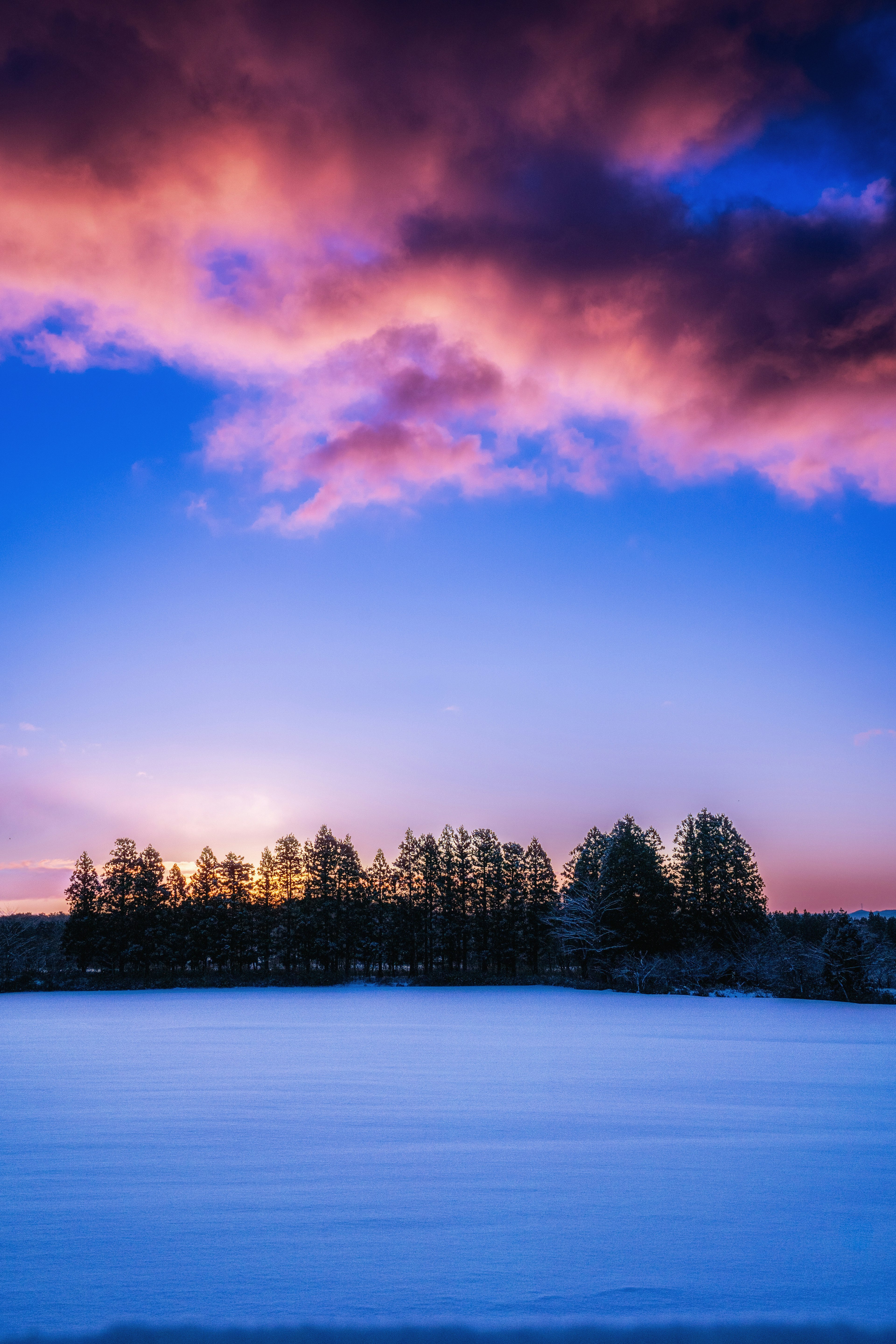 雪に覆われた風景の背後に夕日が沈む美しいシルエットの森