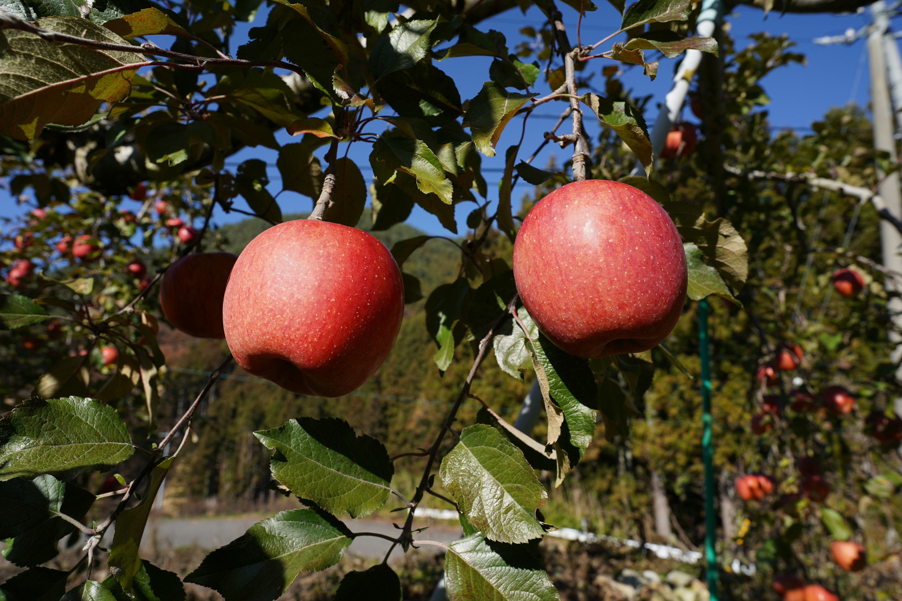 Apel merah menggantung di pohon di kebun buah