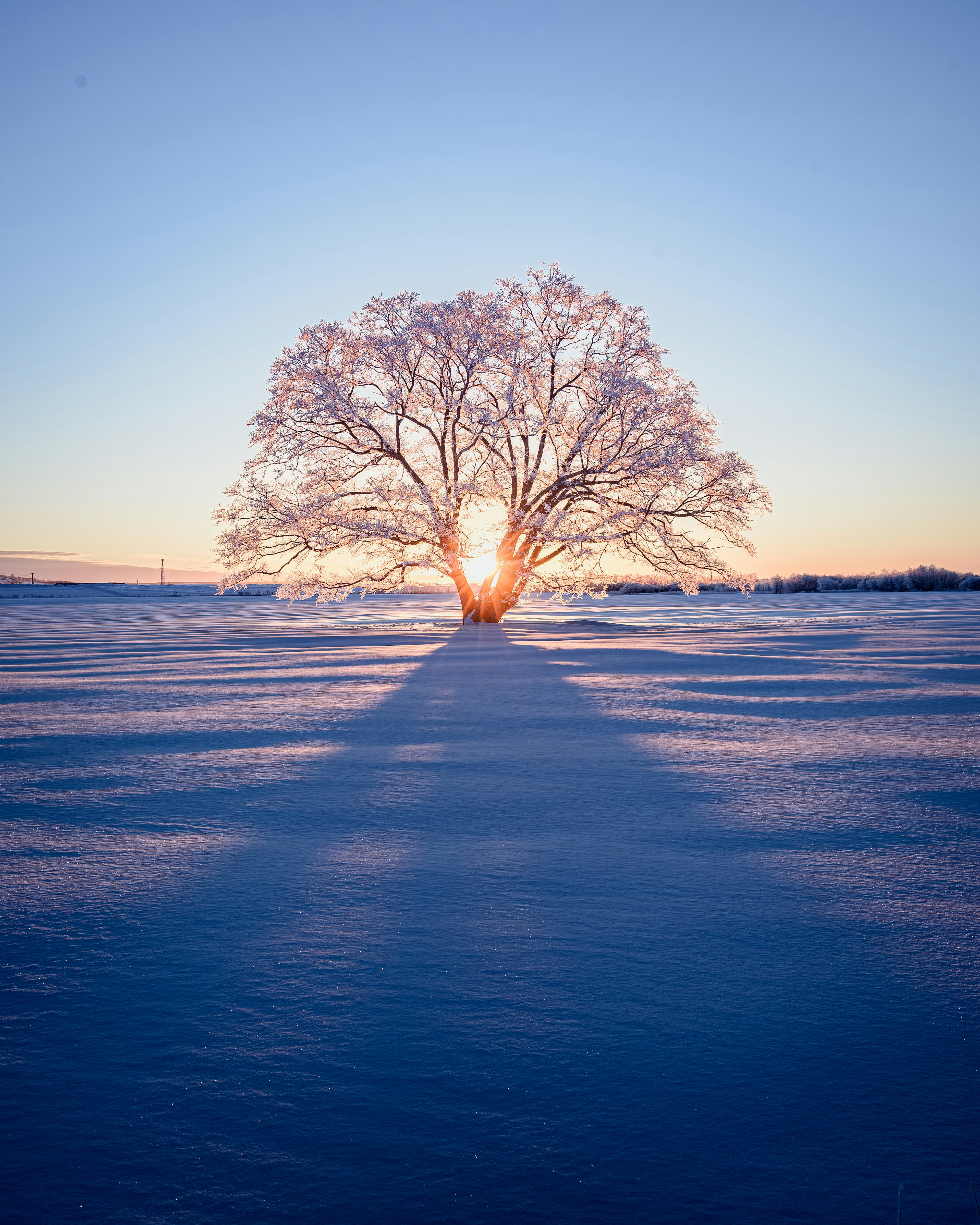 Un grande albero che si erge in un paesaggio innevato con la sua ombra