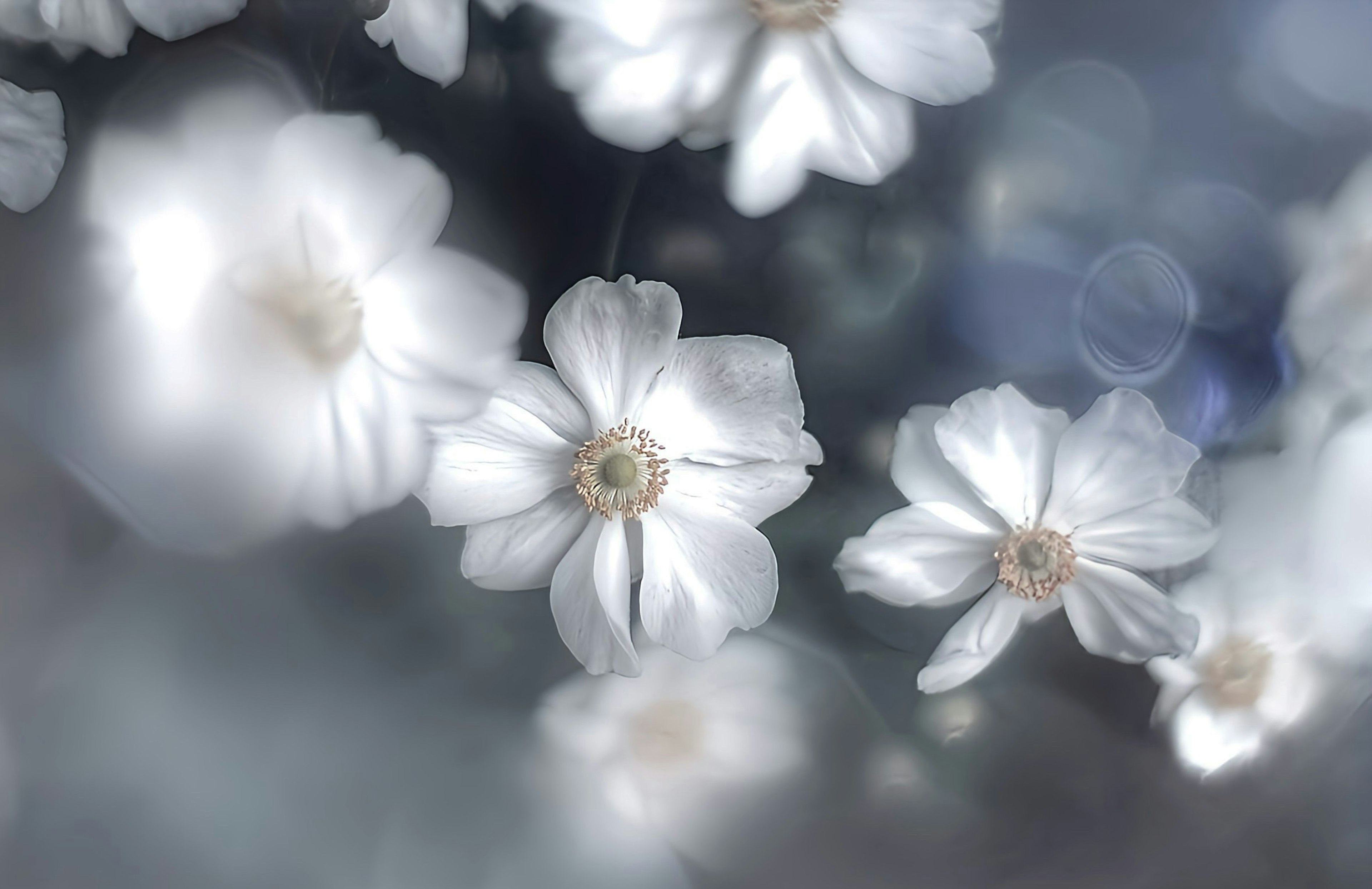 Primer plano de flores blancas borrosas con tonos suaves y delicados