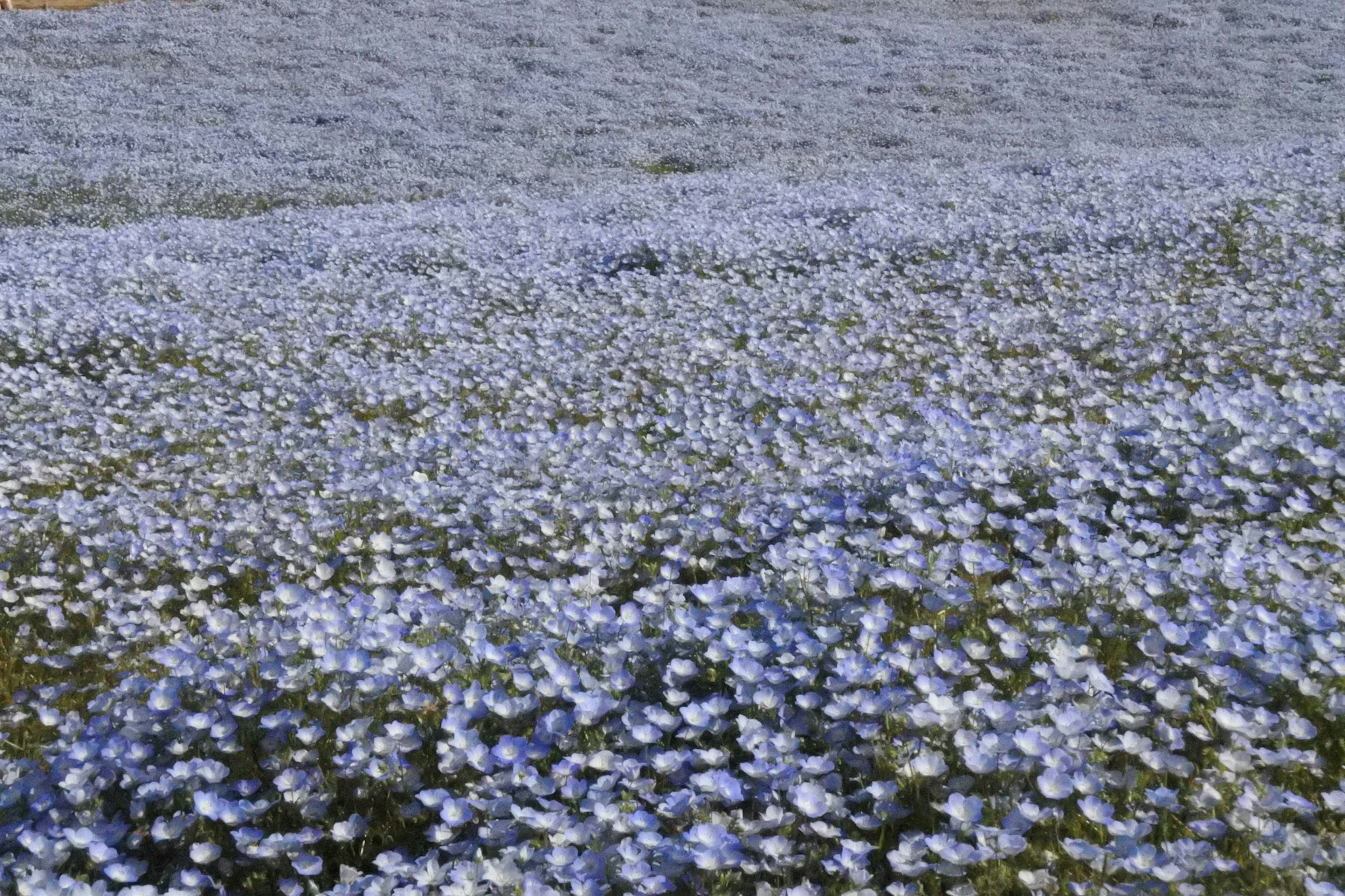 Eine schöne Landschaft mit einem Feld blauer Blumen