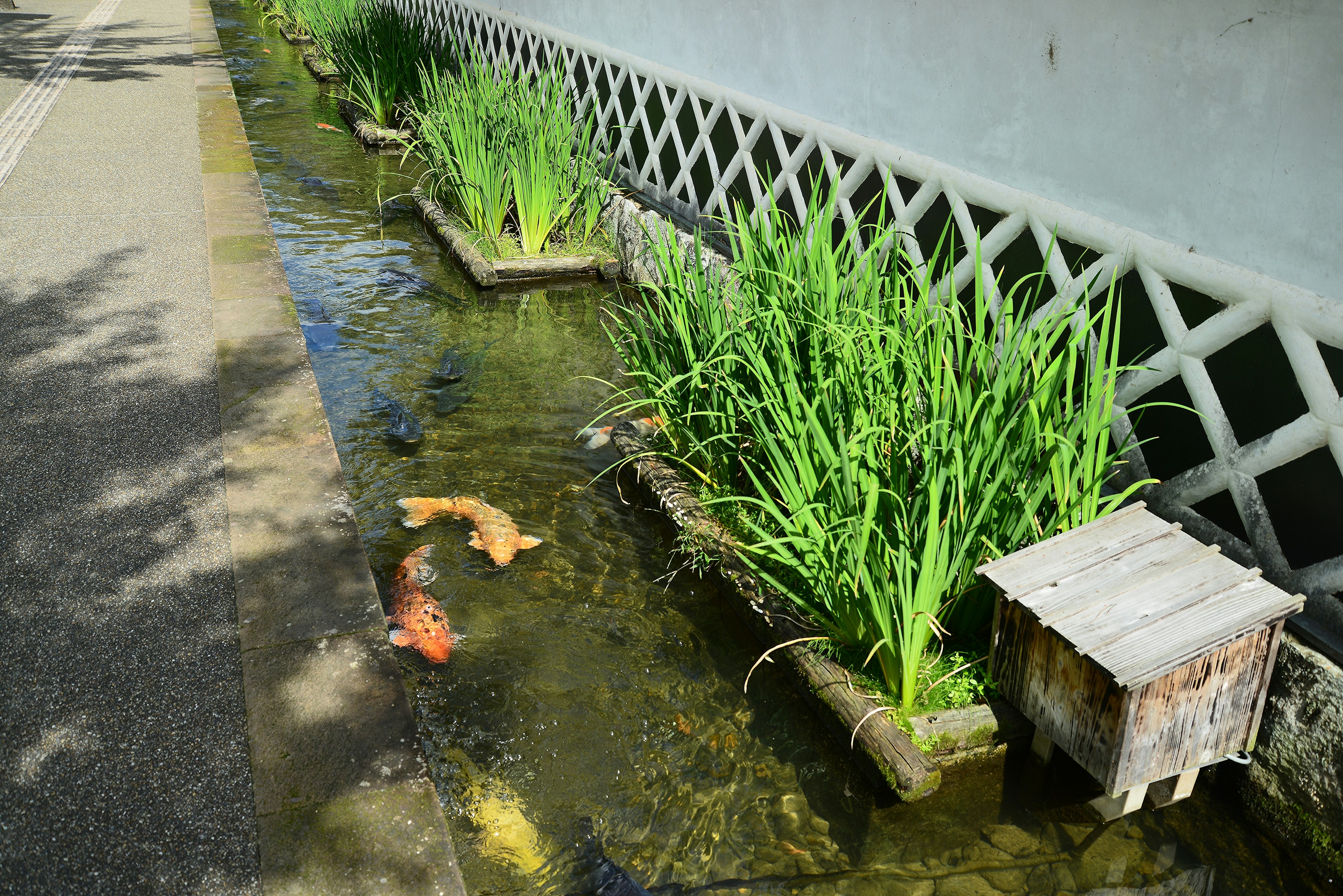 Eine malerische Ansicht mit Karpfen, die in einem schmalen Wasserlauf schwimmen, umgeben von grünem Gras