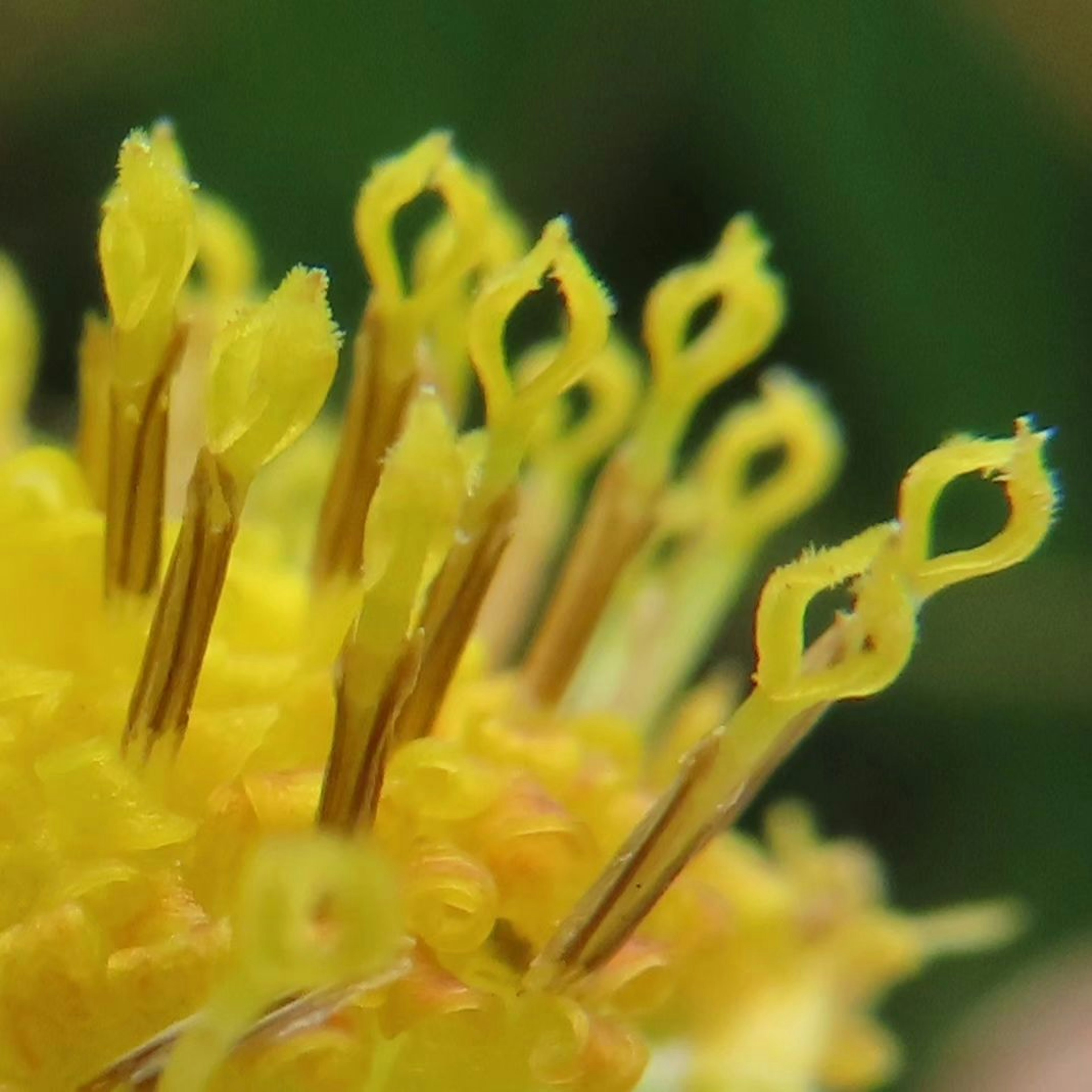 特寫的黃色花朵與獨特的雄蕊