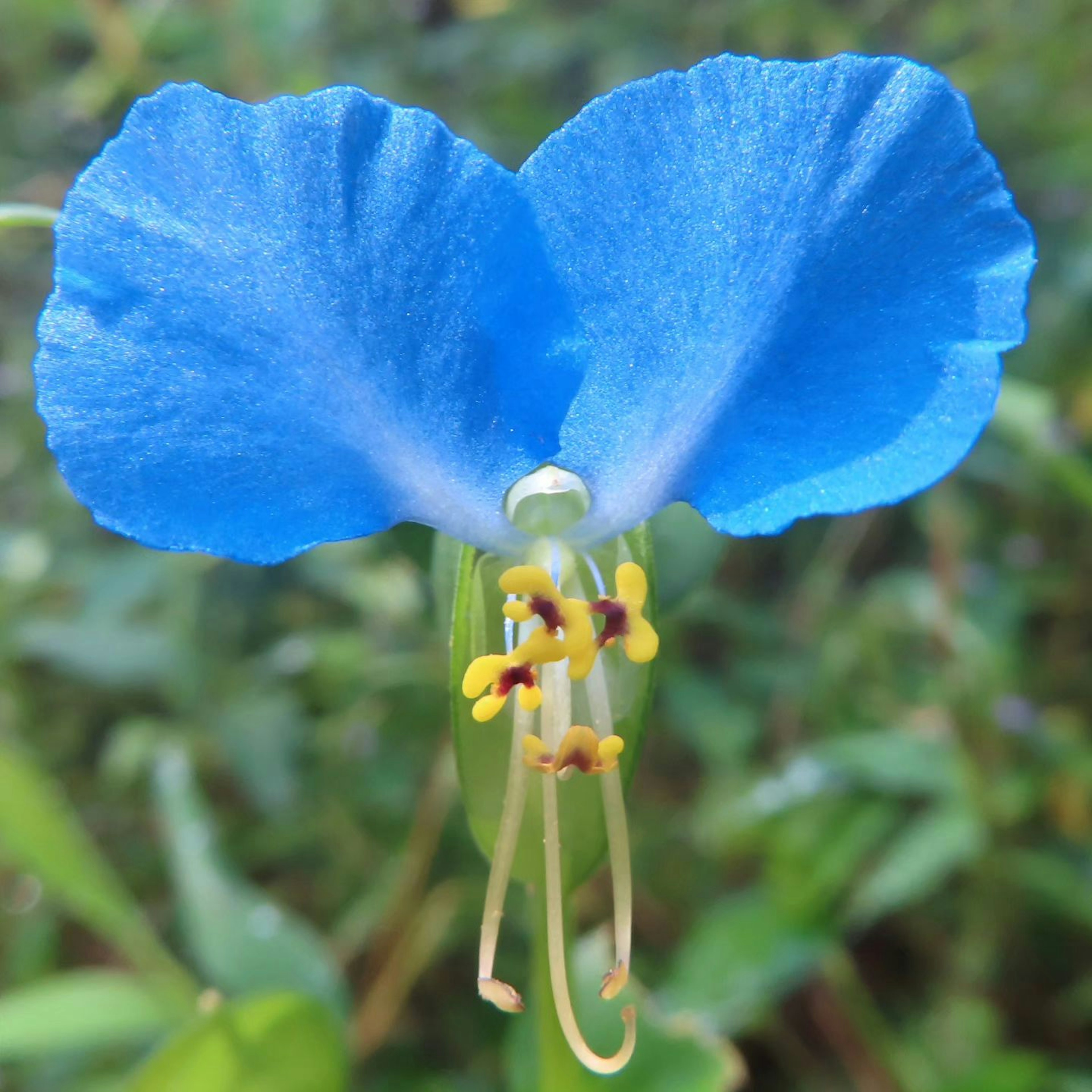 ภาพใกล้ของดอกไม้สีน้ำเงินสดใสที่มีเกสรตัวผู้สีเหลืองและเกสรตัวเมียสีขาว