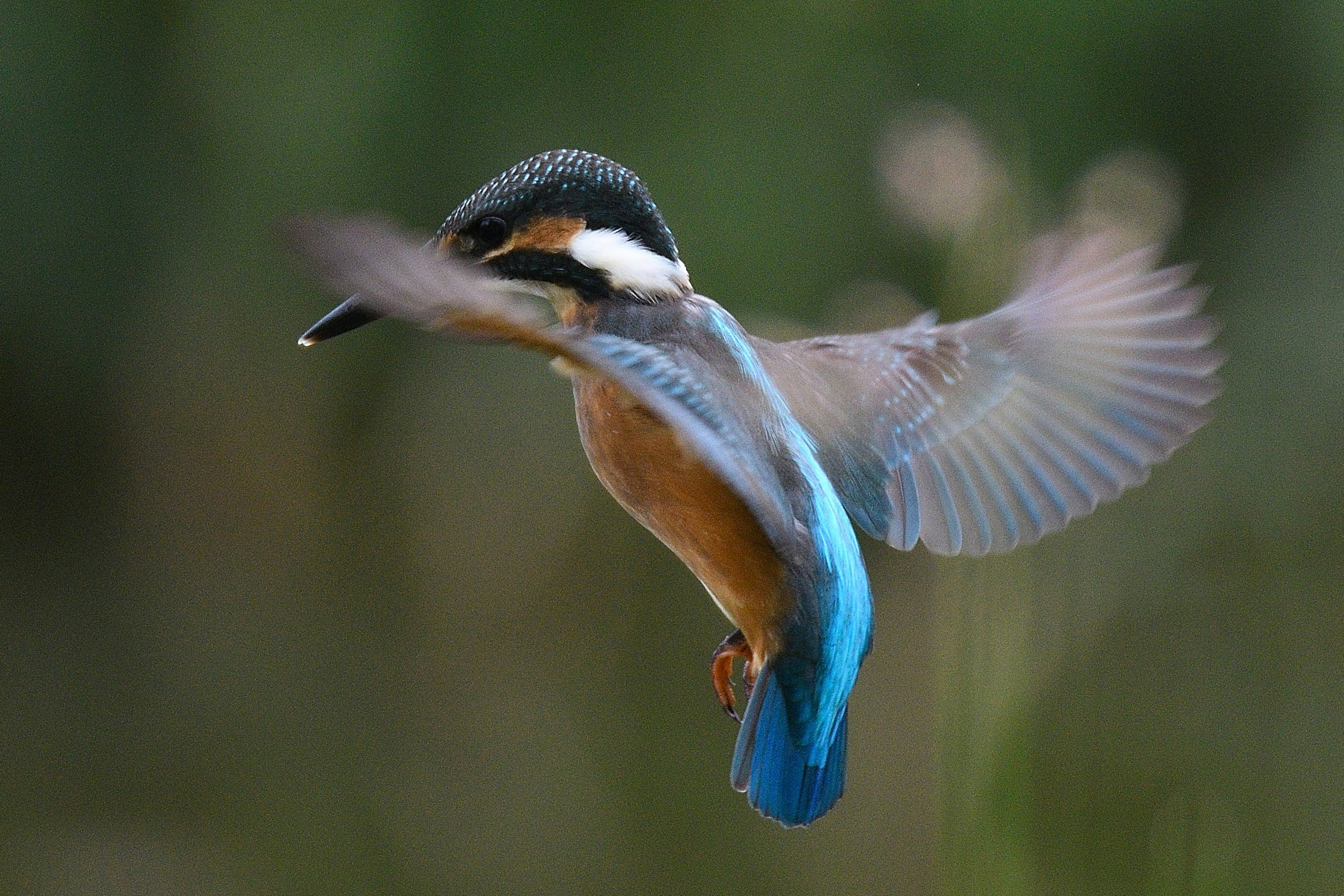 A beautiful kingfisher in flight showcasing vibrant blue feathers