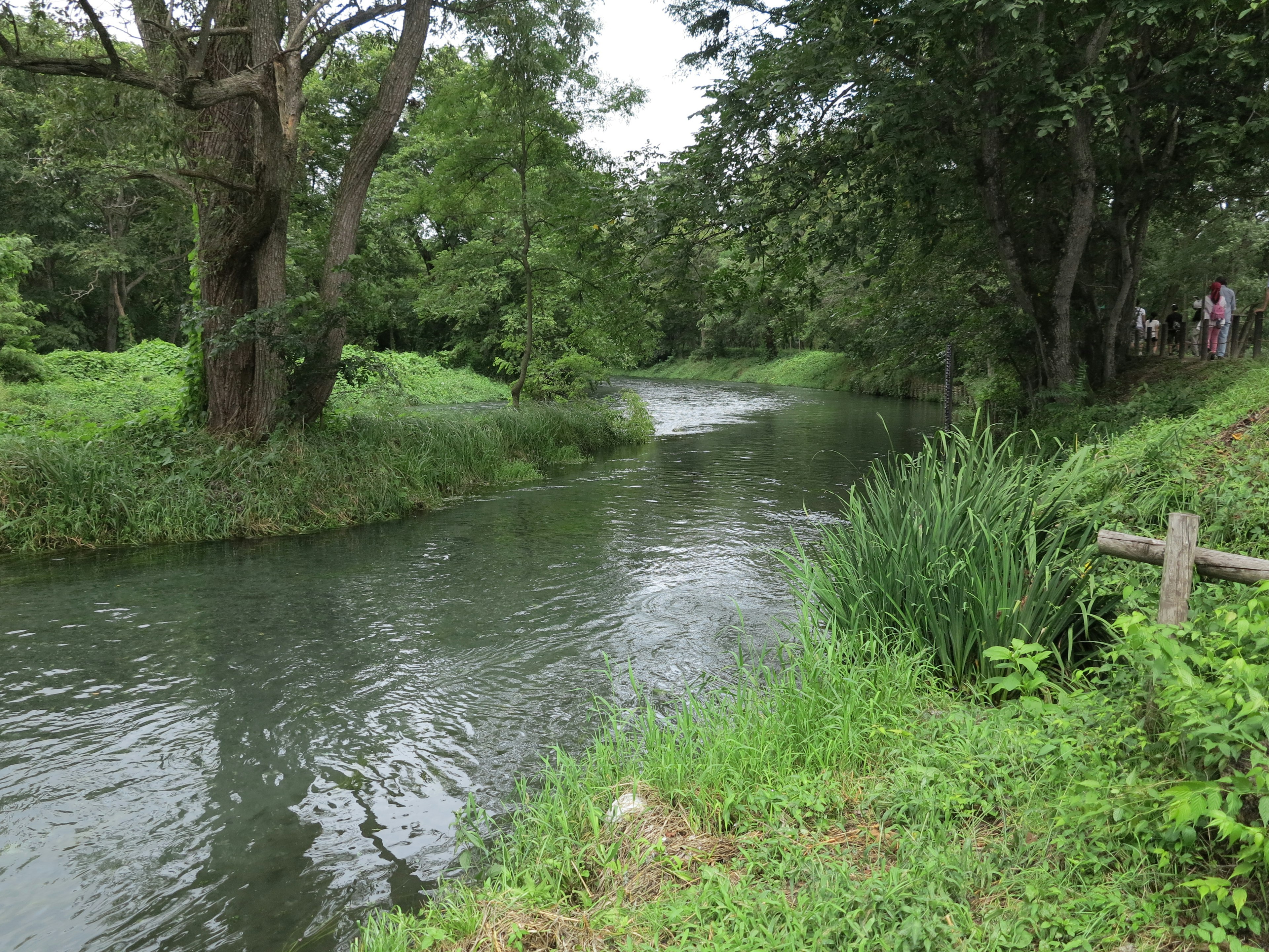 緑豊かな川の風景と周囲の木々