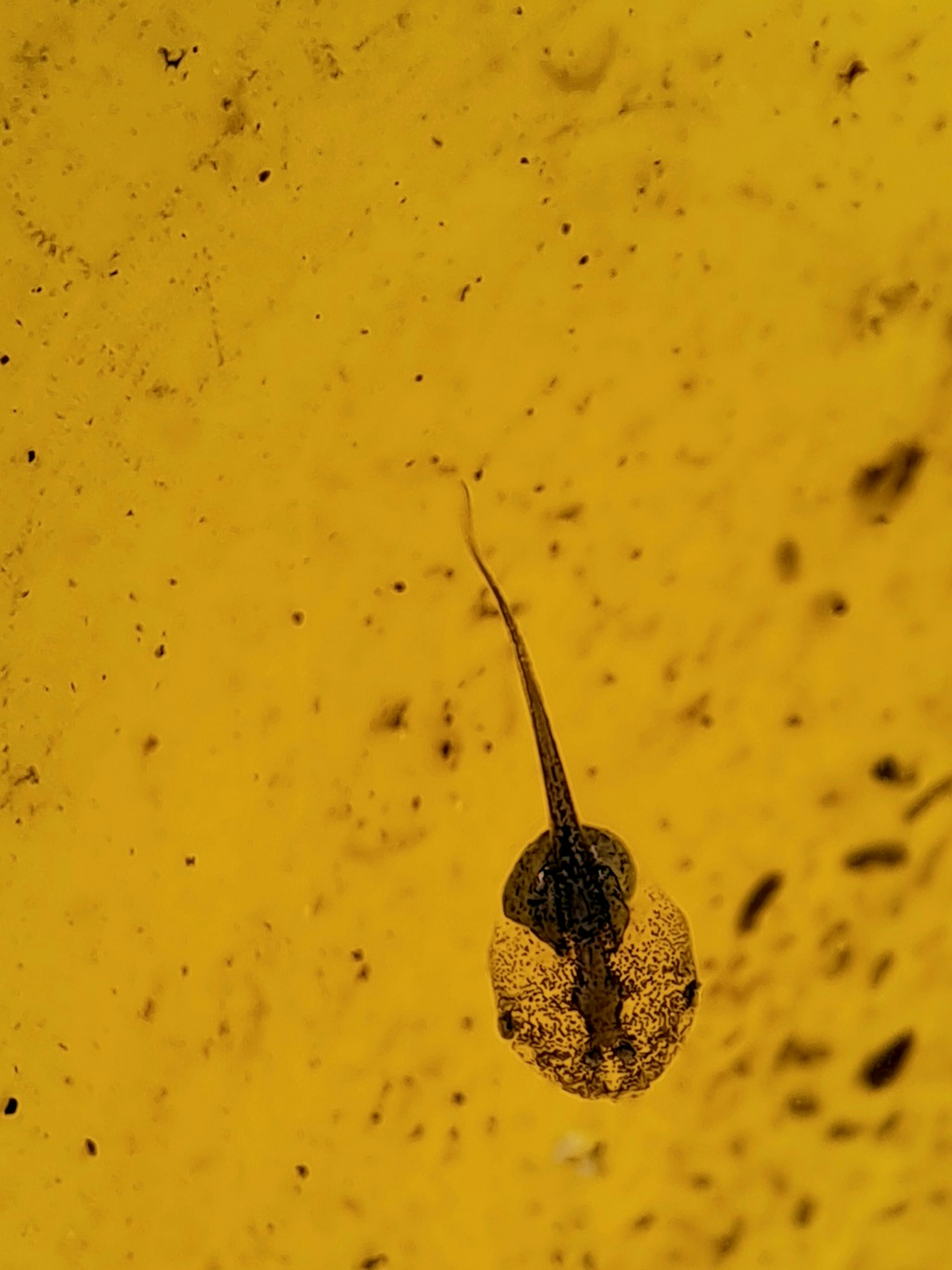 Fossil of a small organism preserved in amber