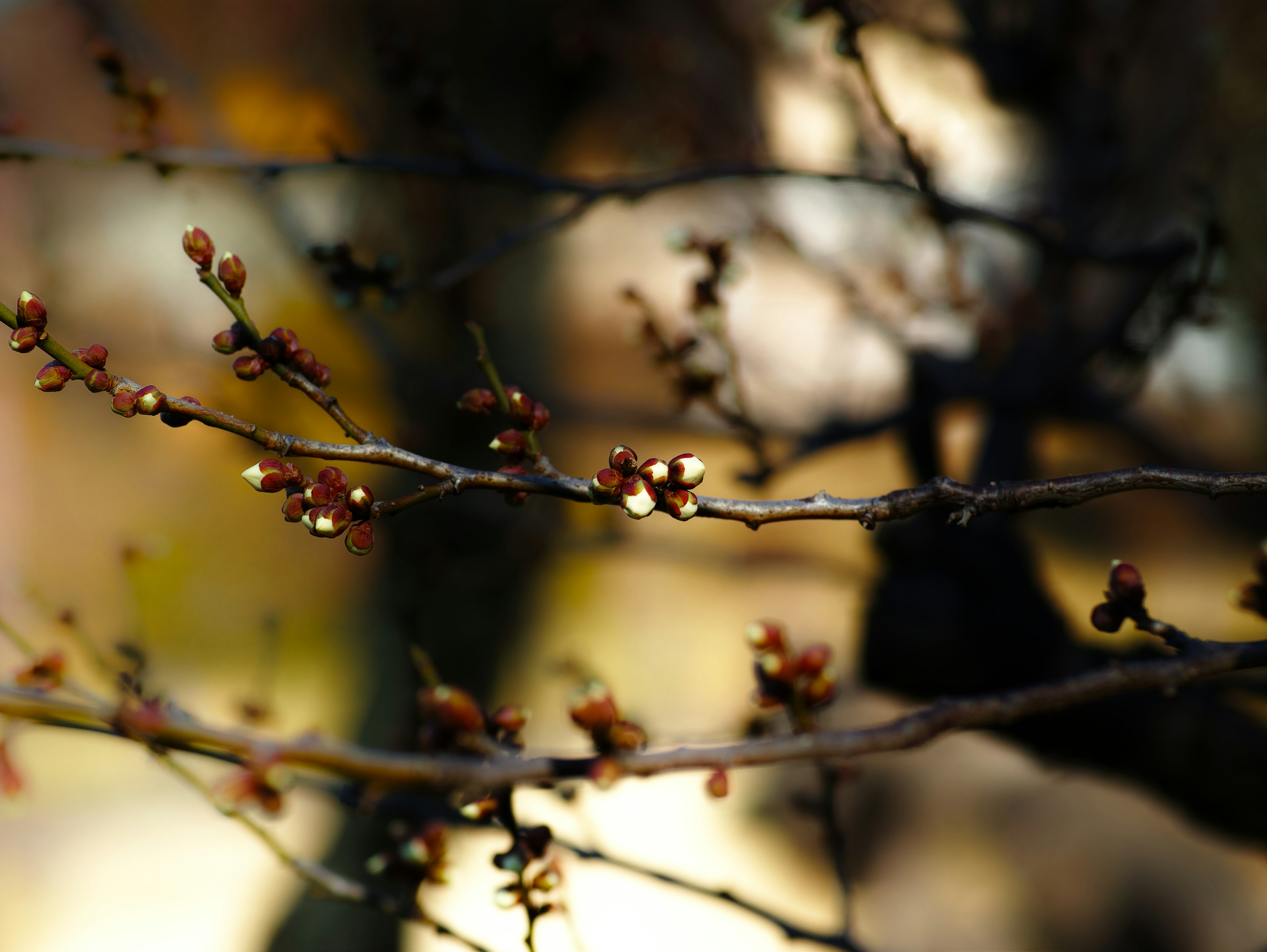 Close-up of thin branches with budding leaves